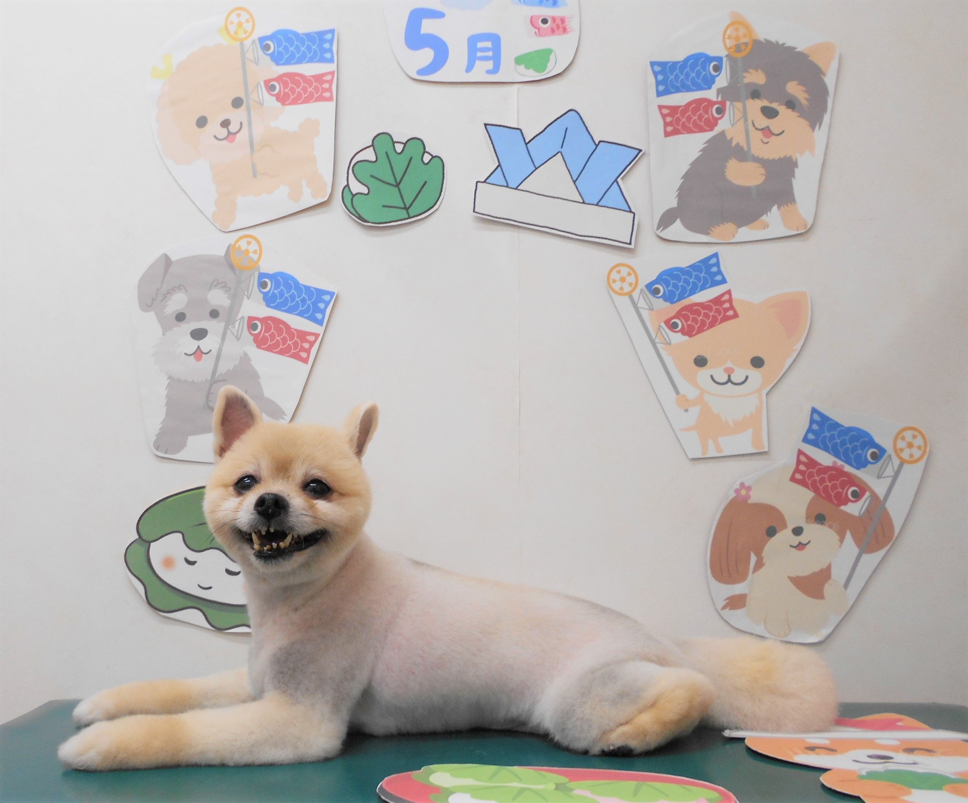 ミックス犬(その他)のトリミングカット シュシュどうぶつ病院の1枚目