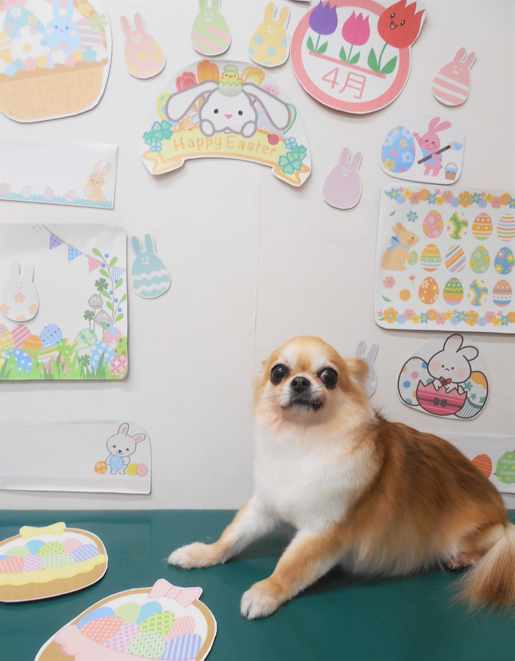 チワワのトリミングカット シュシュどうぶつ病院の1枚目