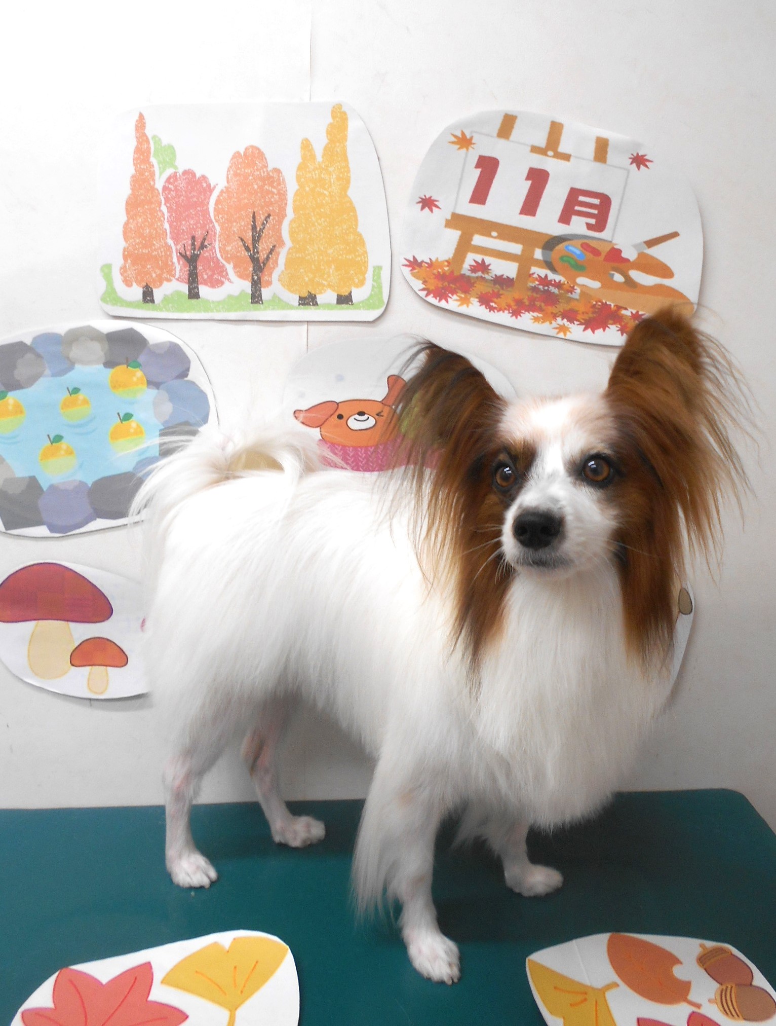 ミックス犬(その他)のトリミングカット シュシュどうぶつ病院の1枚目