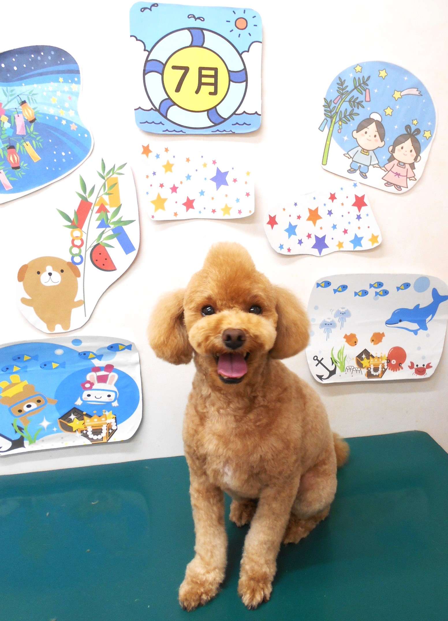 トイプードルのトリミングカット シュシュどうぶつ病院の1枚目