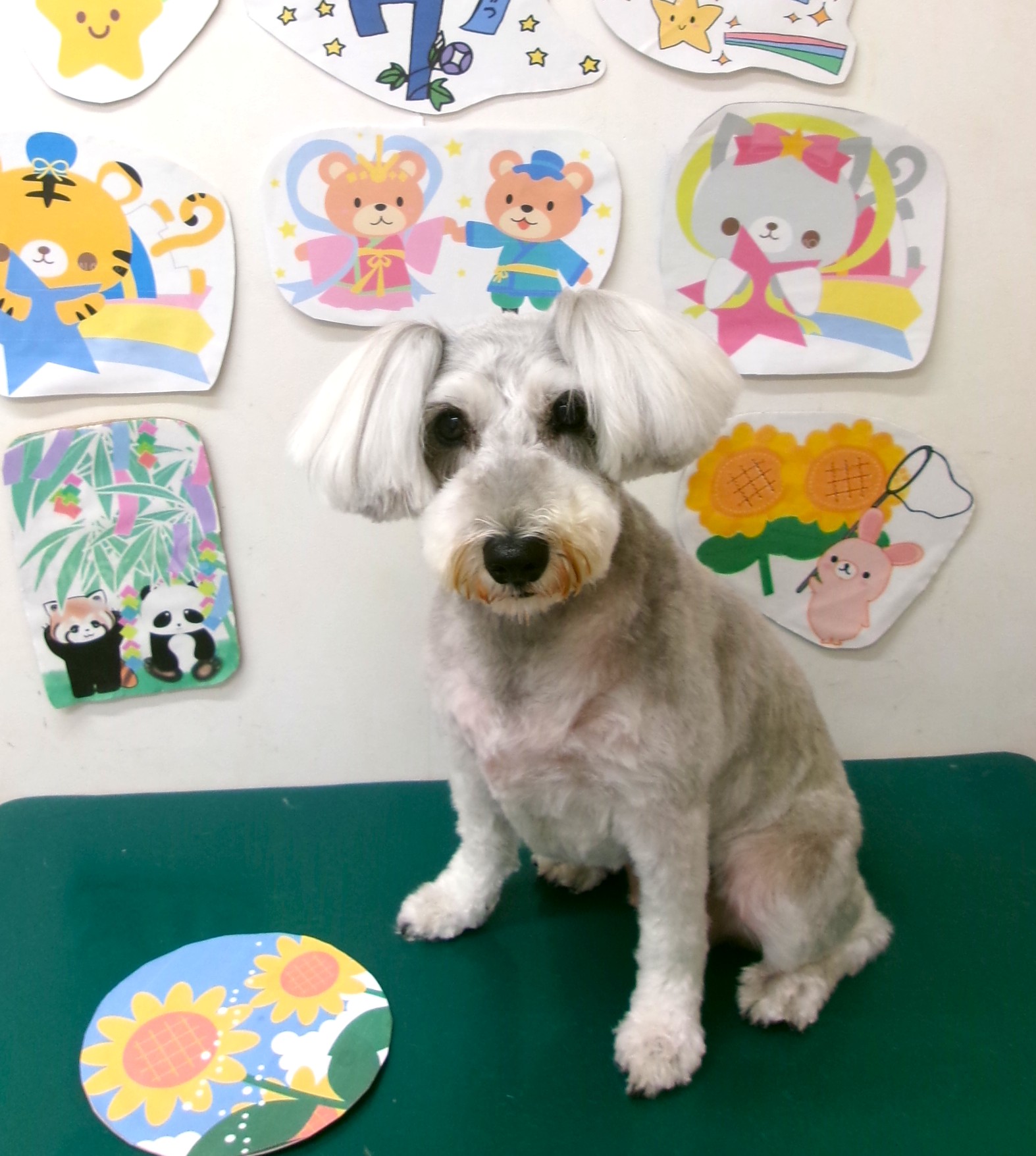トリミングサロン シュシュどうぶつ病院のトリミングカット-10186の1枚目