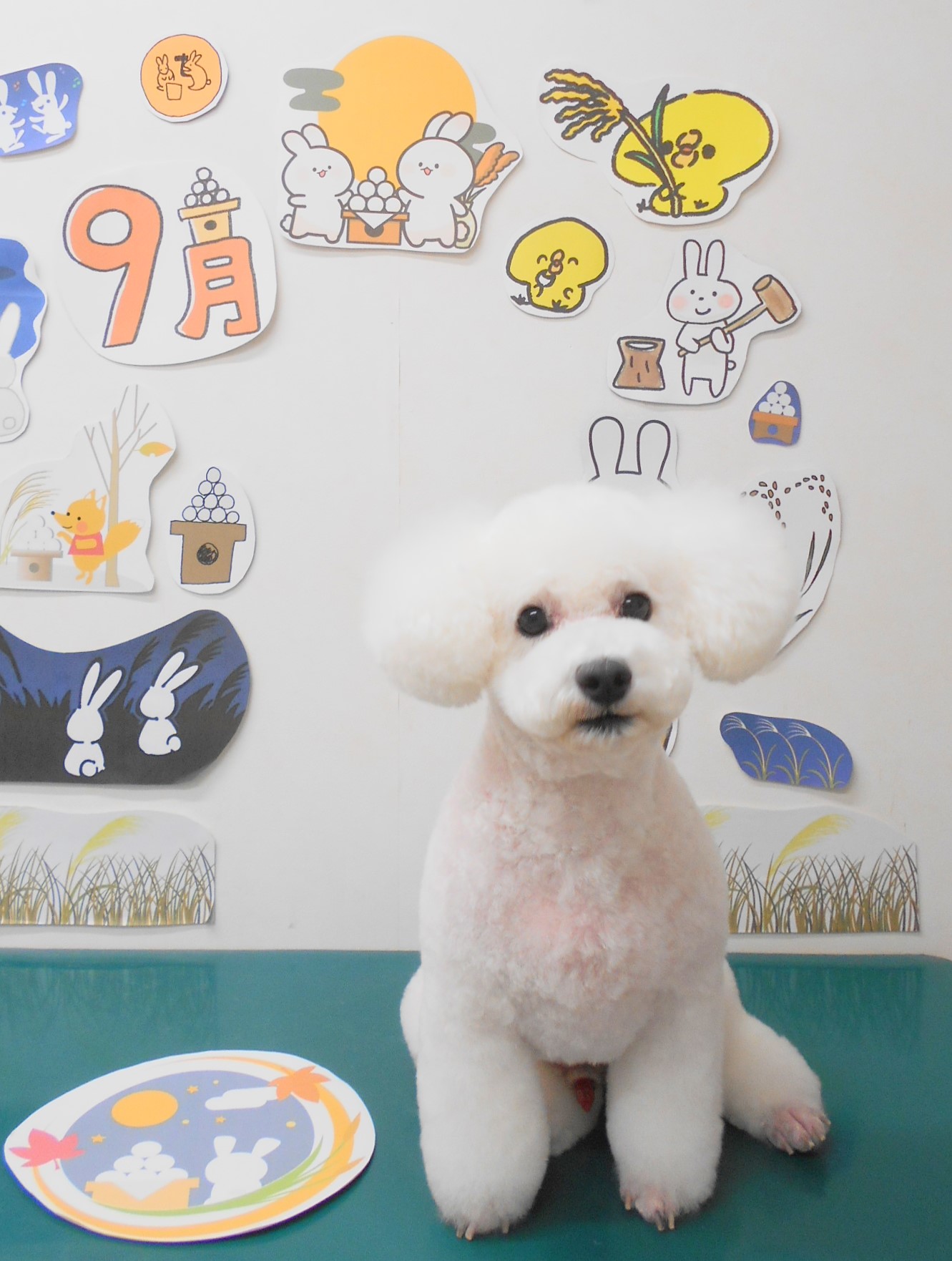 トリミングサロン シュシュどうぶつ病院のトリミングカット-8104の1枚目
