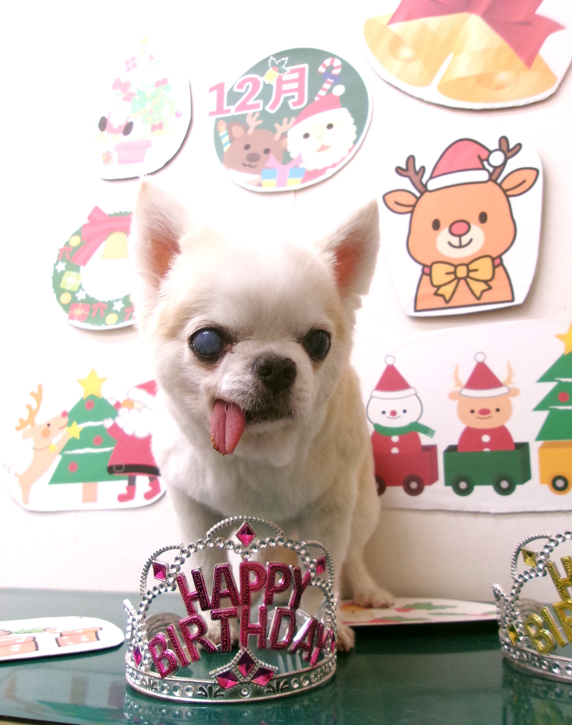 チワワのトリミングカット シュシュどうぶつ病院の1枚目