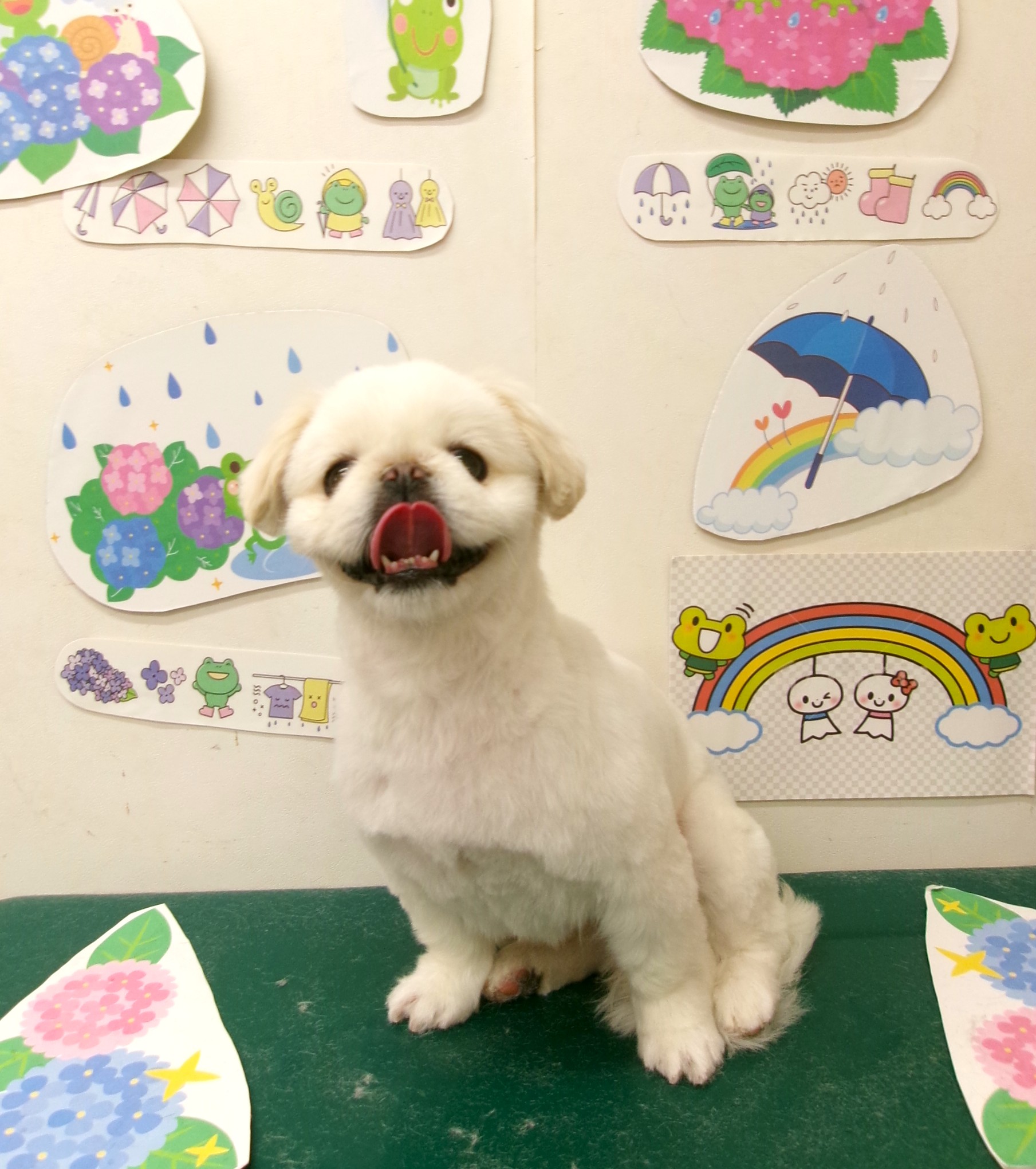 トリミングサロン シュシュどうぶつ病院のトリミングカット-10122の1枚目