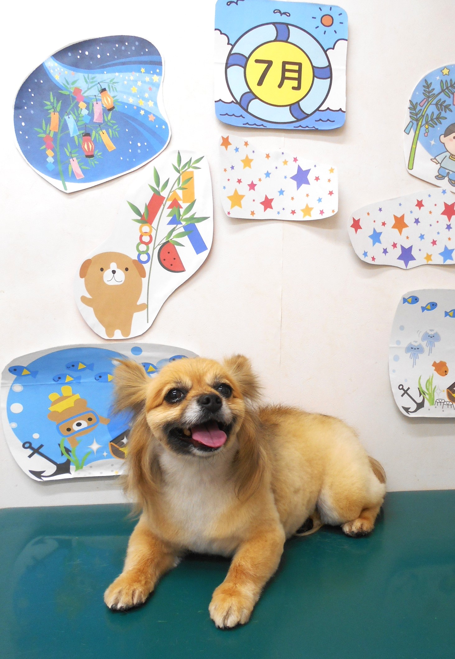 ミックス犬(その他)のトリミングカット シュシュどうぶつ病院の1枚目