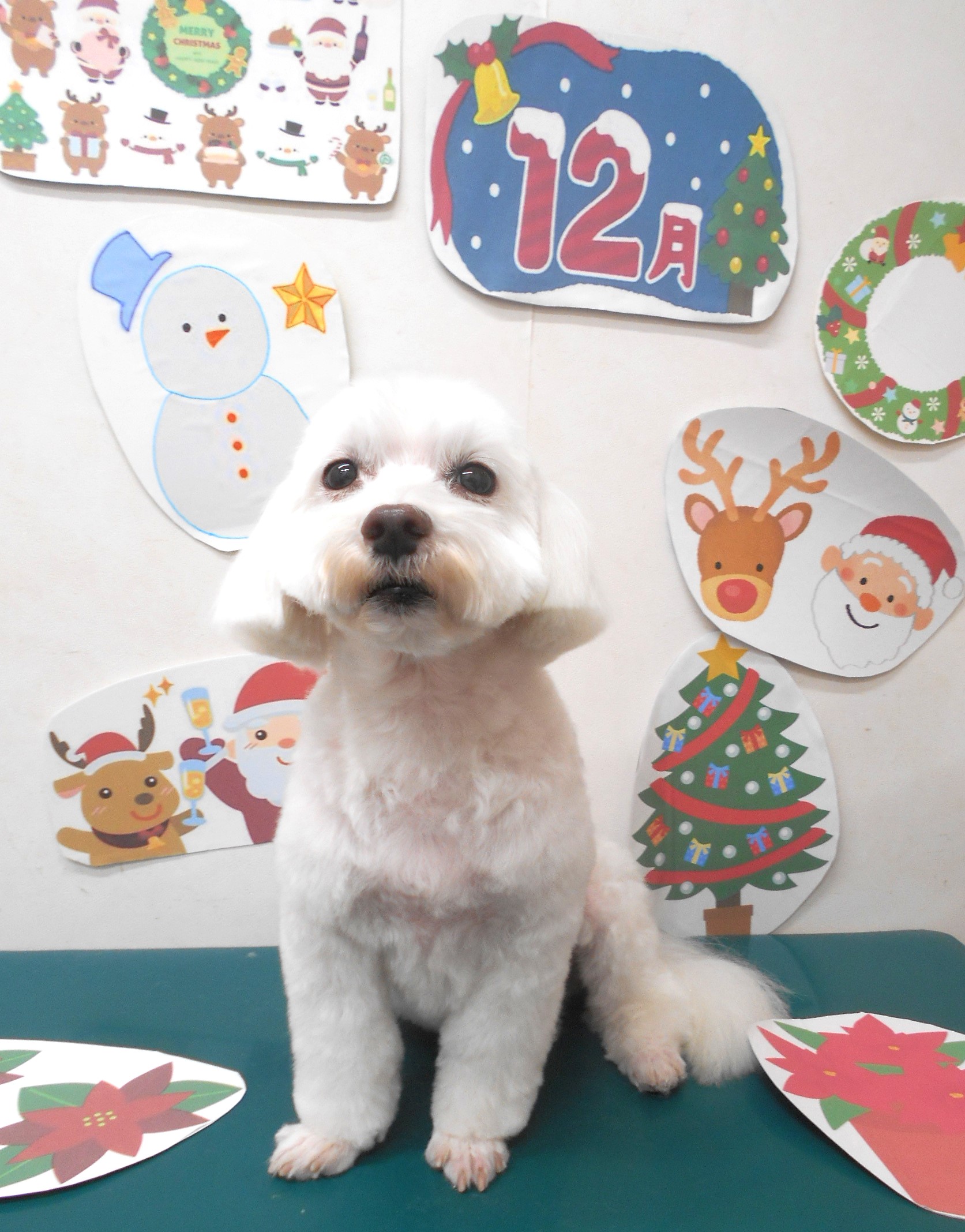 ミックス犬(その他)のトリミングカット シュシュどうぶつ病院の1枚目