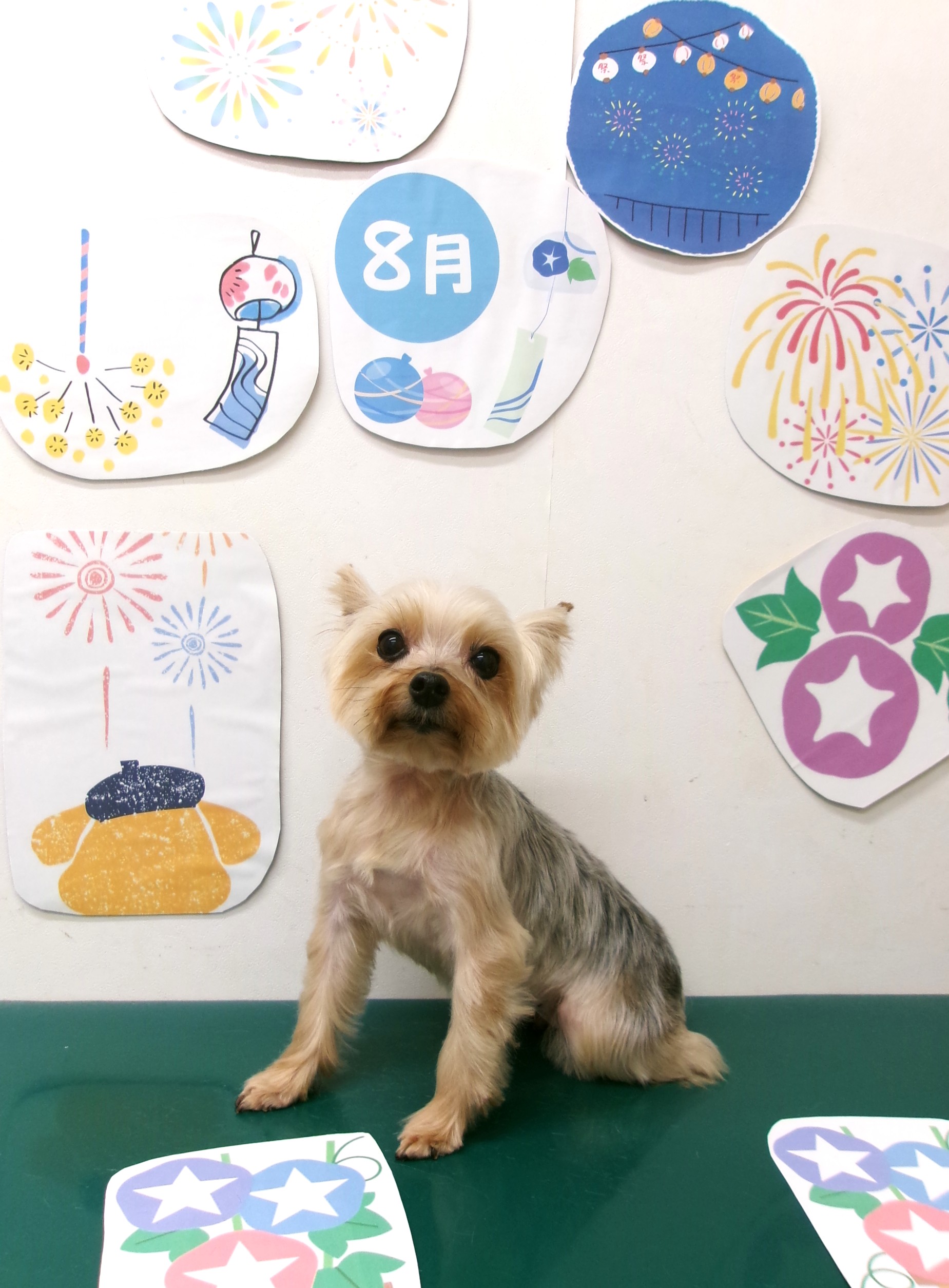 ヨークシャーテリアのトリミングカット シュシュどうぶつ病院の1枚目