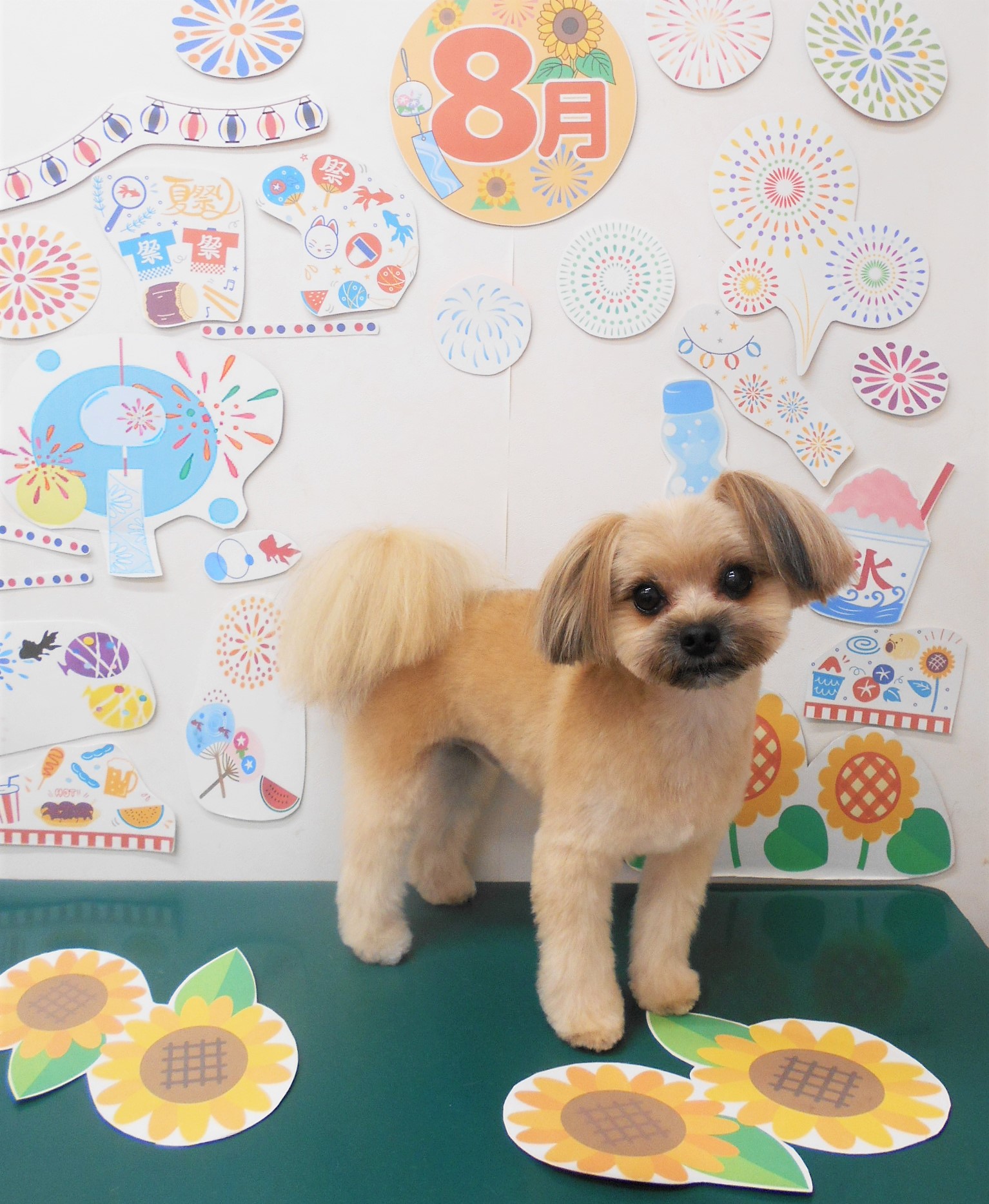 ミックス犬(その他)のトリミングカット シュシュどうぶつ病院の1枚目
