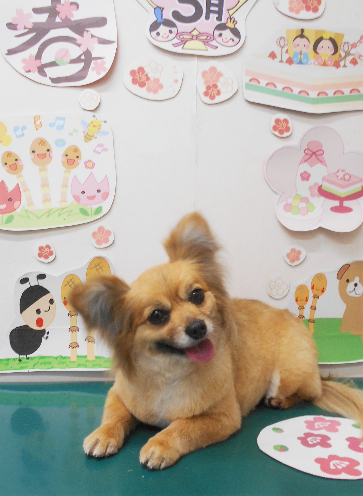 ミックス犬(その他)のトリミングカット シュシュどうぶつ病院の1枚目