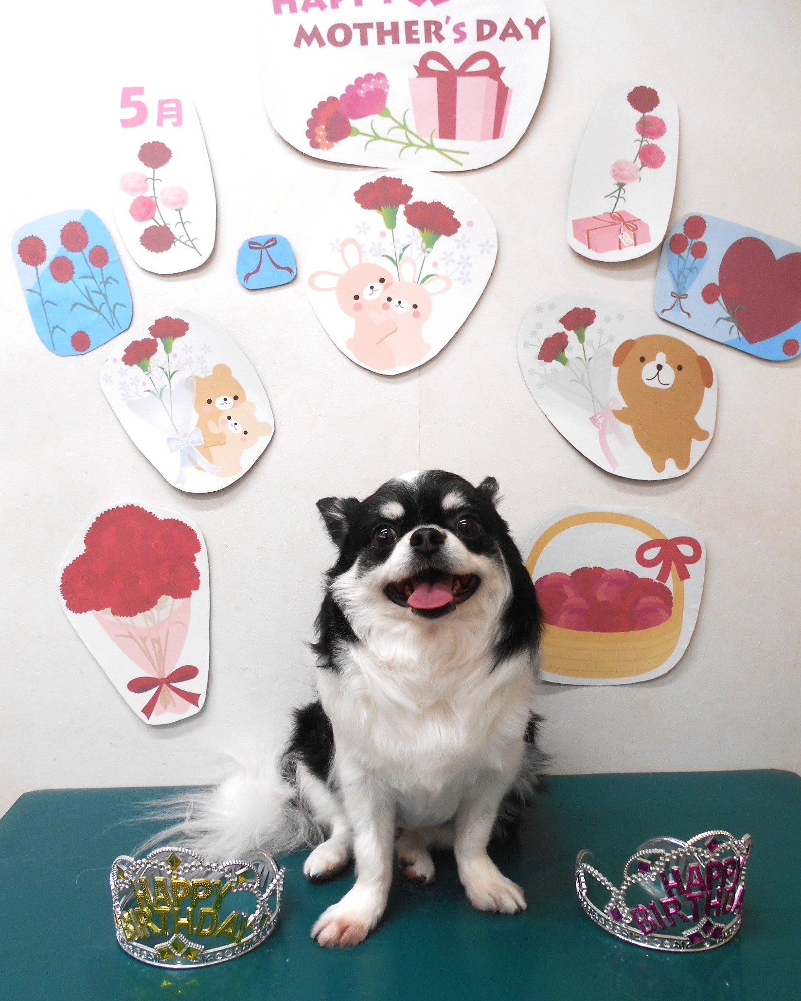 チワワのトリミングカット シュシュどうぶつ病院の1枚目