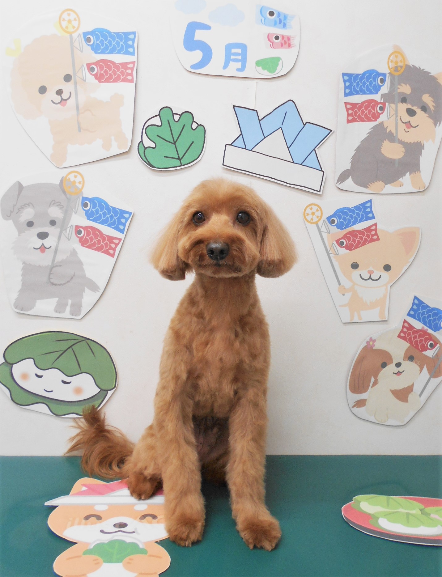 ミックス犬(その他)のトリミングカット シュシュどうぶつ病院の1枚目