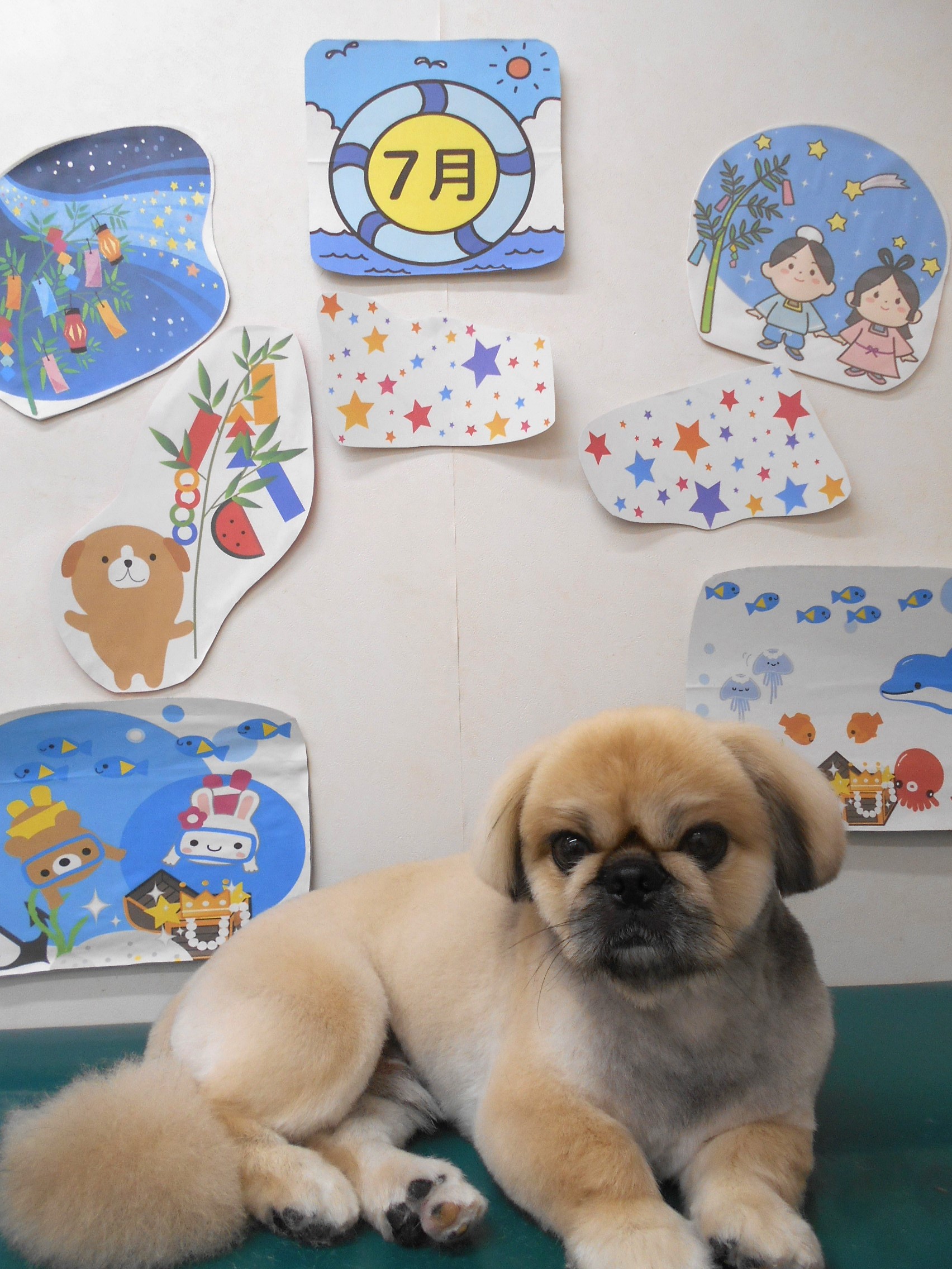 ミックス犬(その他)のトリミングカット シュシュどうぶつ病院の1枚目
