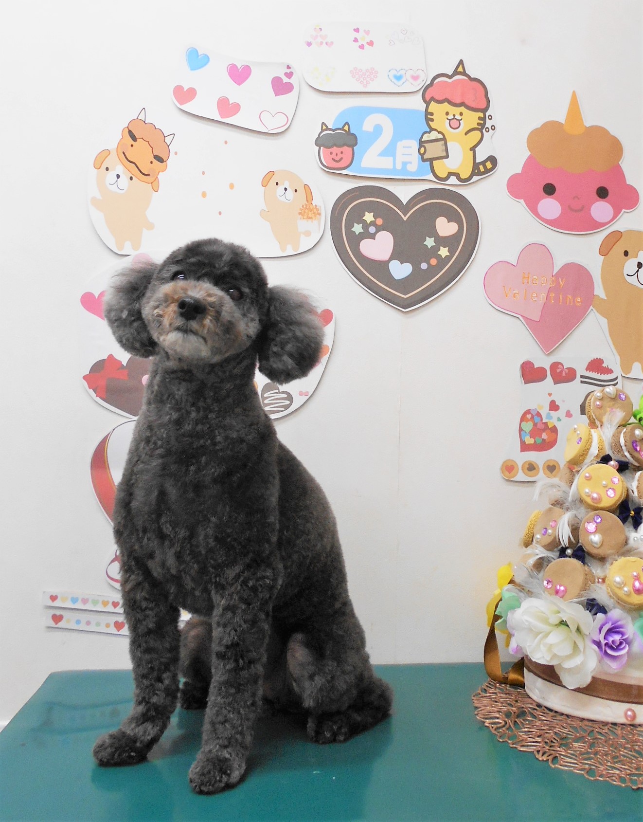 トイプードルのトリミングカット シュシュどうぶつ病院の1枚目