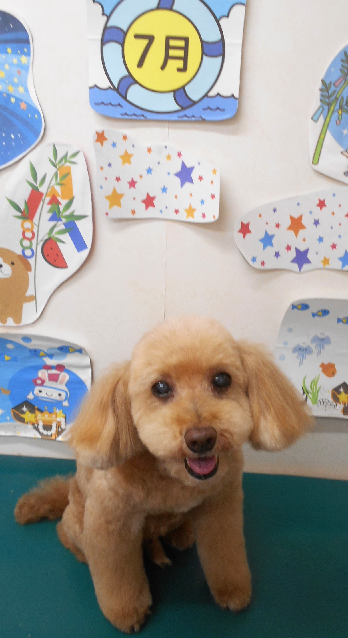 トイプードルのトリミングカット シュシュどうぶつ病院の1枚目