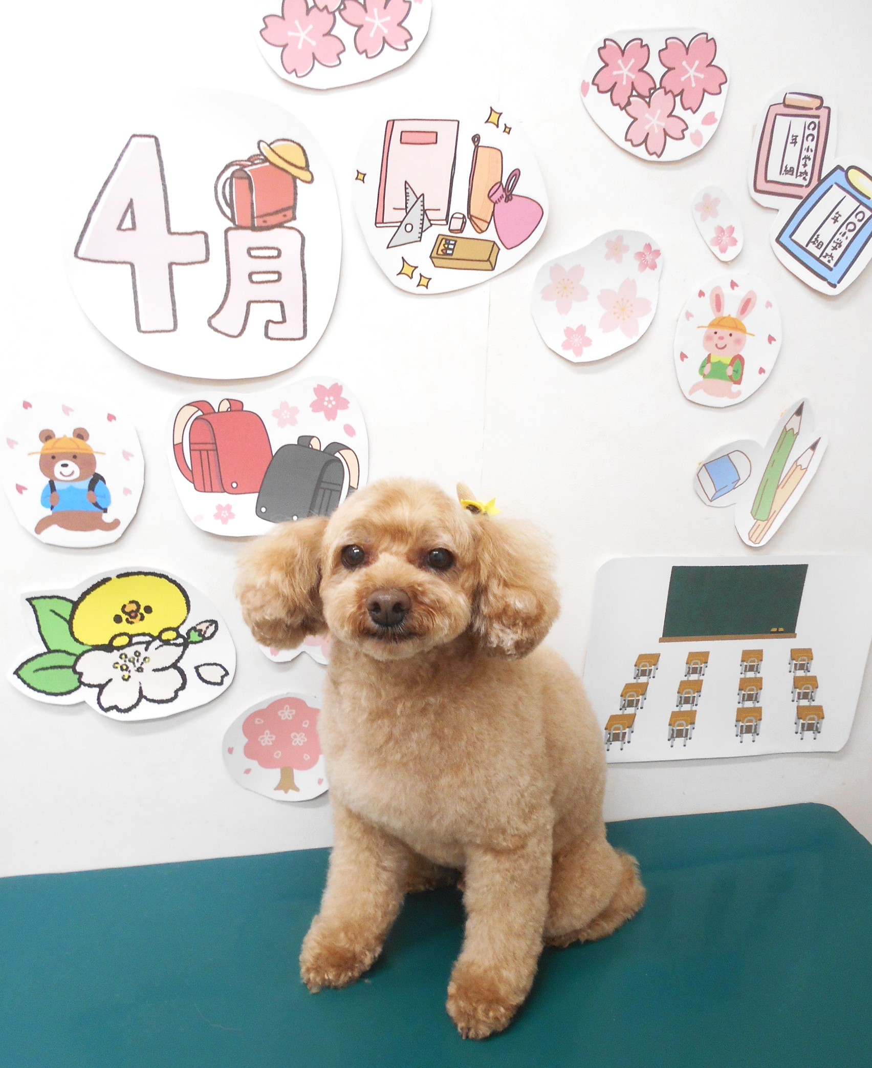 トイプードルのトリミングカット シュシュどうぶつ病院の1枚目