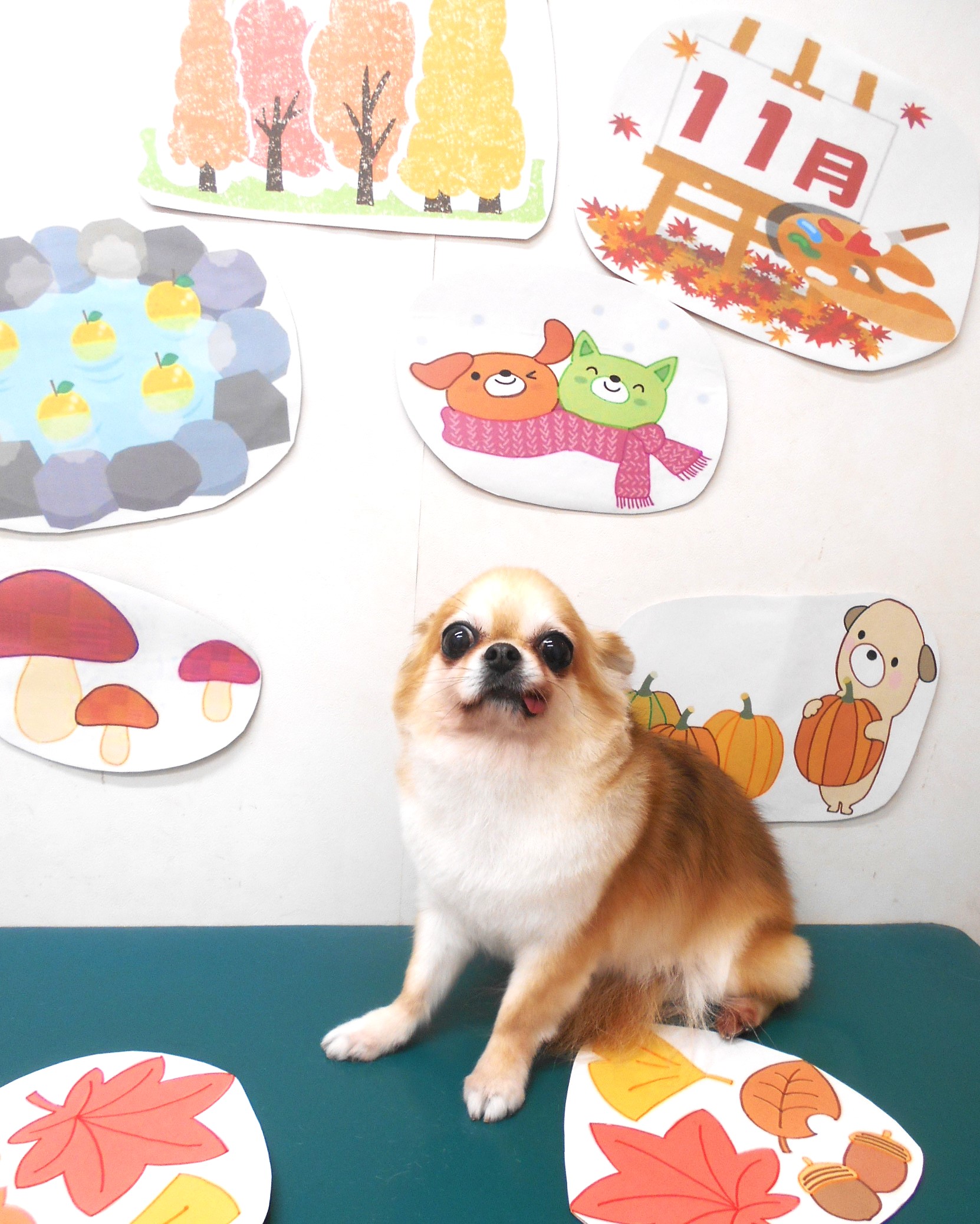 チワワのトリミングカット シュシュどうぶつ病院の1枚目
