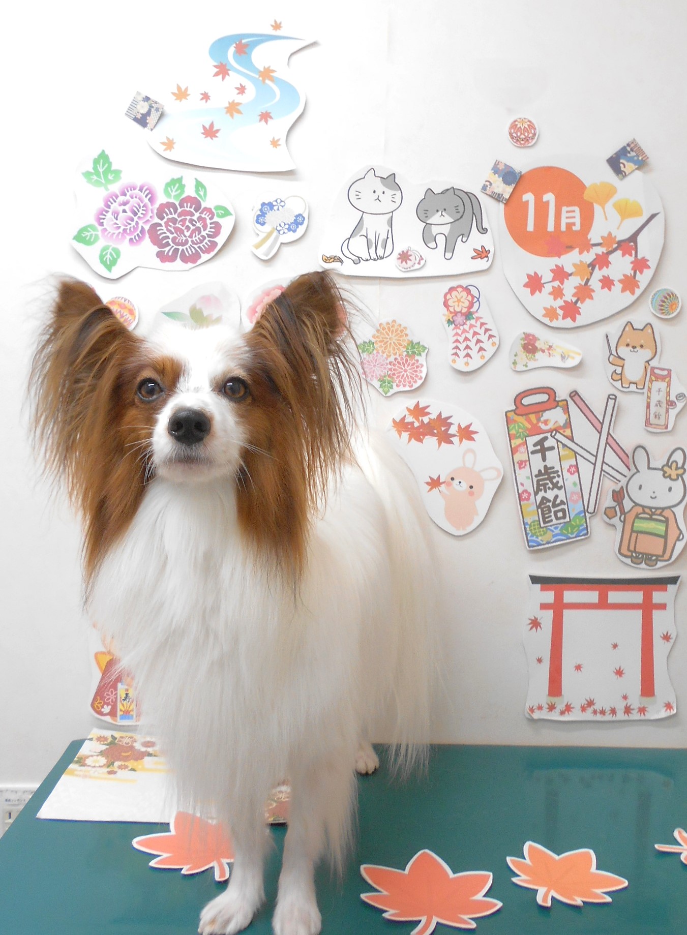 ミックス犬(その他)のトリミングカット シュシュどうぶつ病院の1枚目