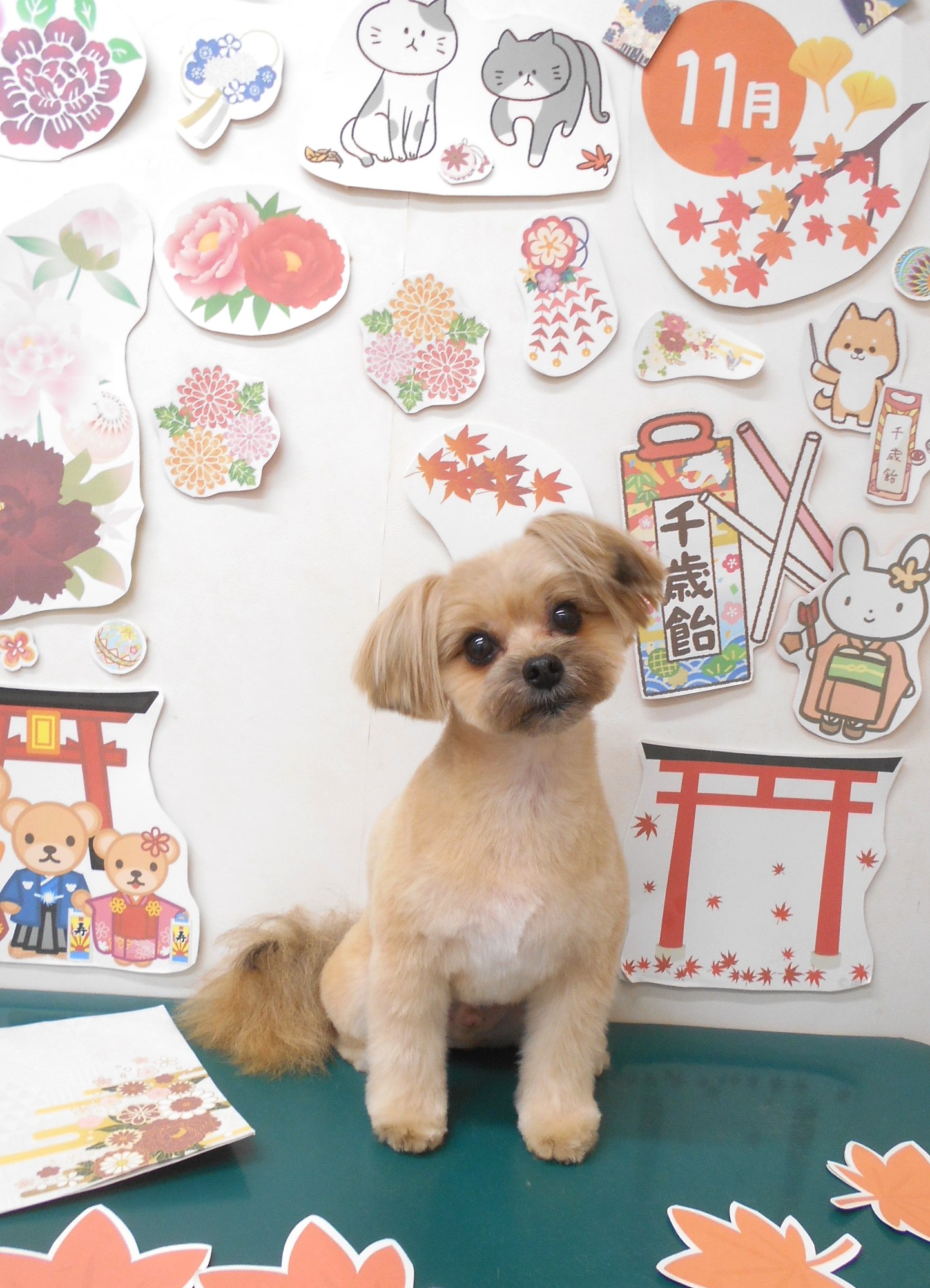ミックス犬(その他)のトリミングカット シュシュどうぶつ病院の1枚目