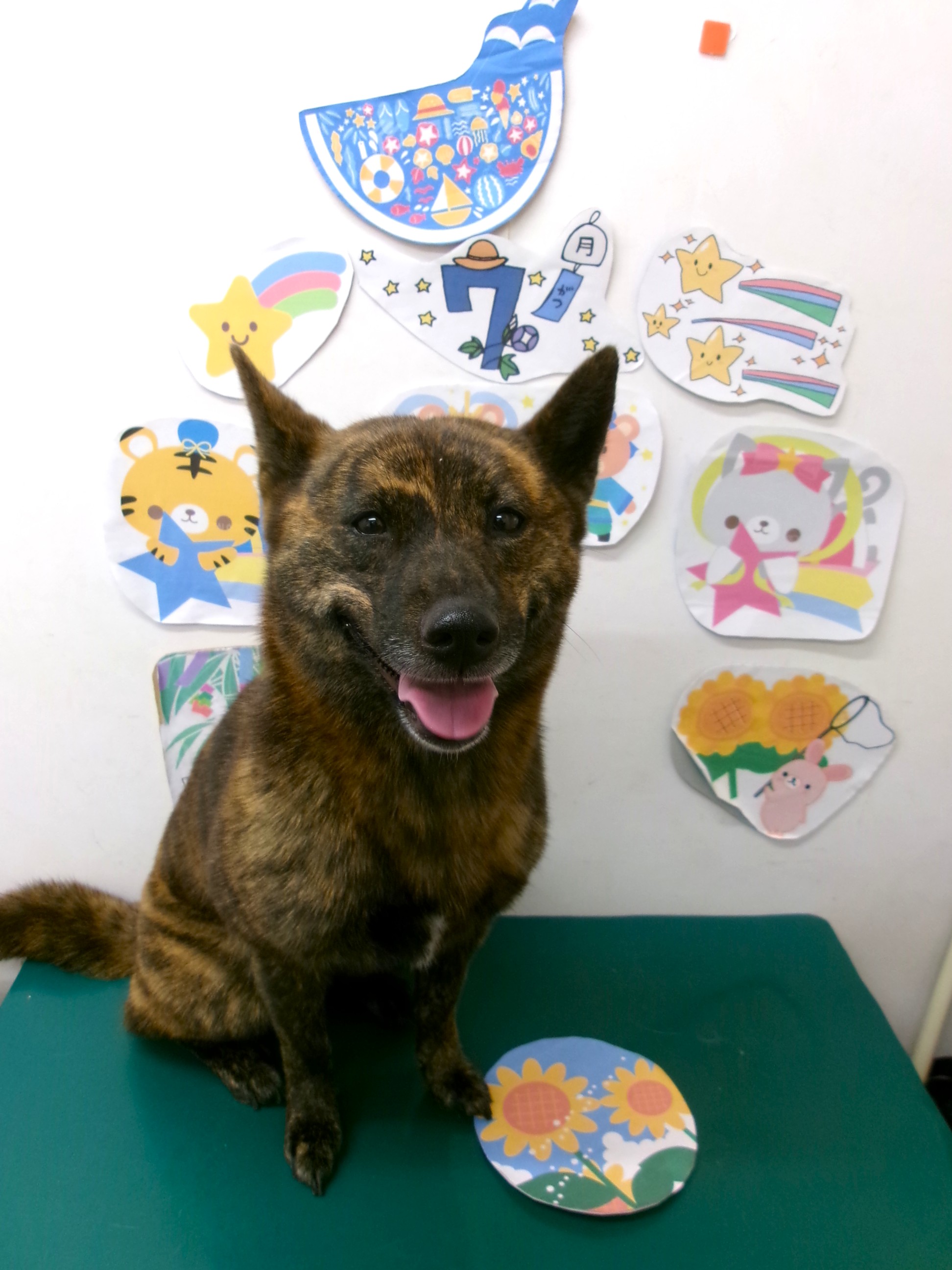 トリミングサロン シュシュどうぶつ病院のトリミングカット-10215の1枚目
