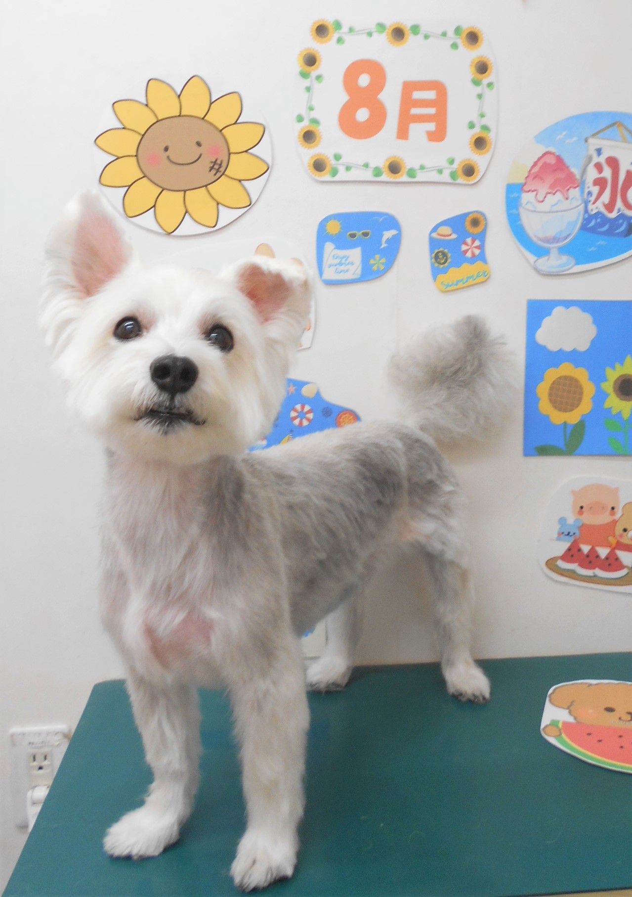 ミックス犬(その他)のトリミングカット シュシュどうぶつ病院の1枚目