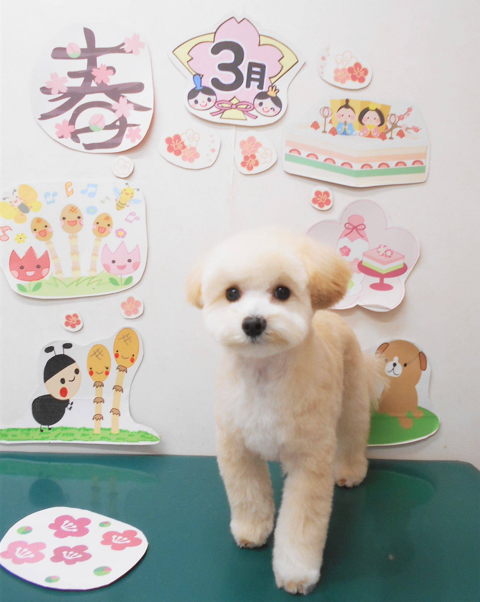 ミックス犬(その他)のトリミングカット シュシュどうぶつ病院の1枚目