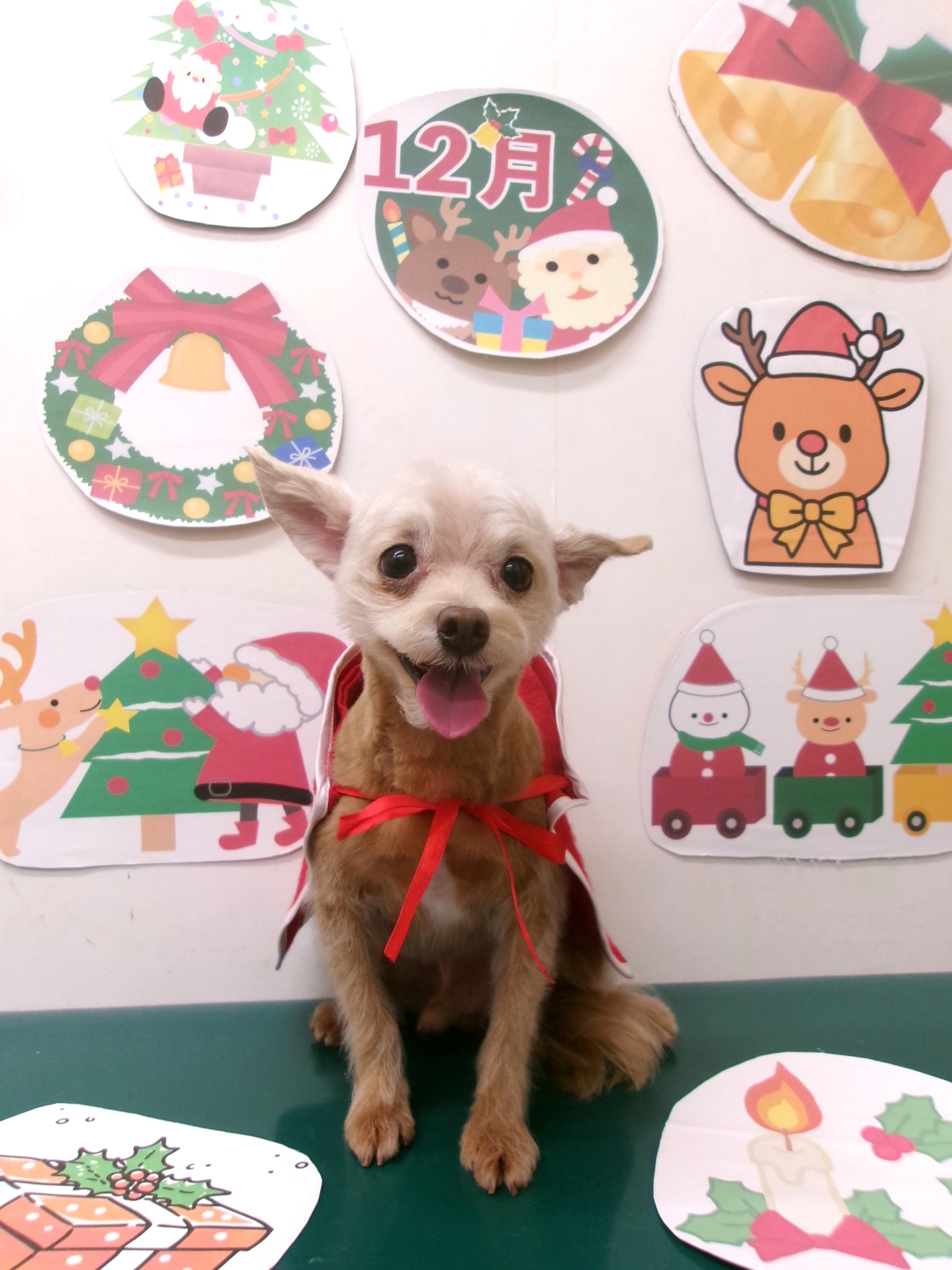 カット例 - シュシュどうぶつ病院