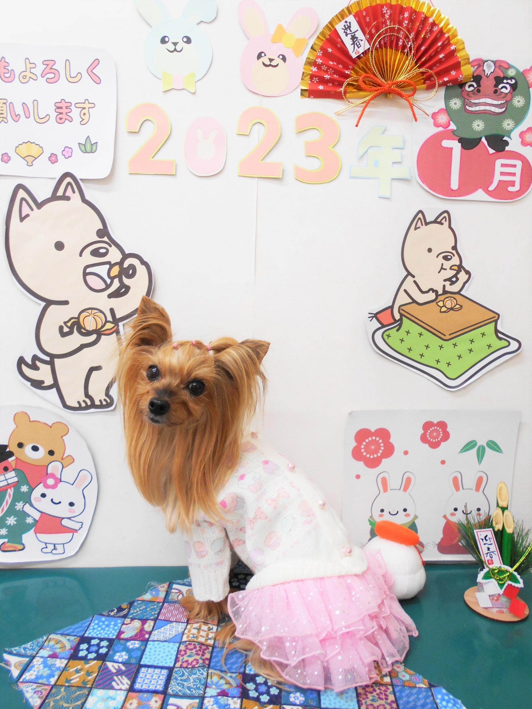 ヨークシャーテリアのトリミングカット シュシュどうぶつ病院の1枚目