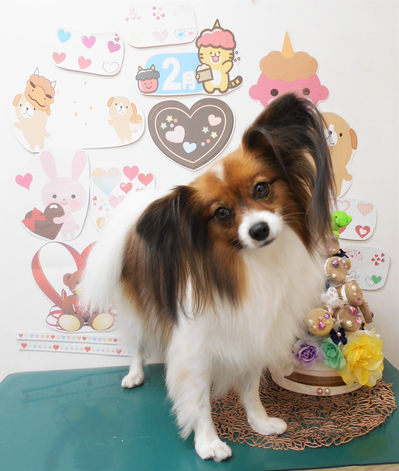 パピヨンのトリミングカット シュシュどうぶつ病院の1枚目