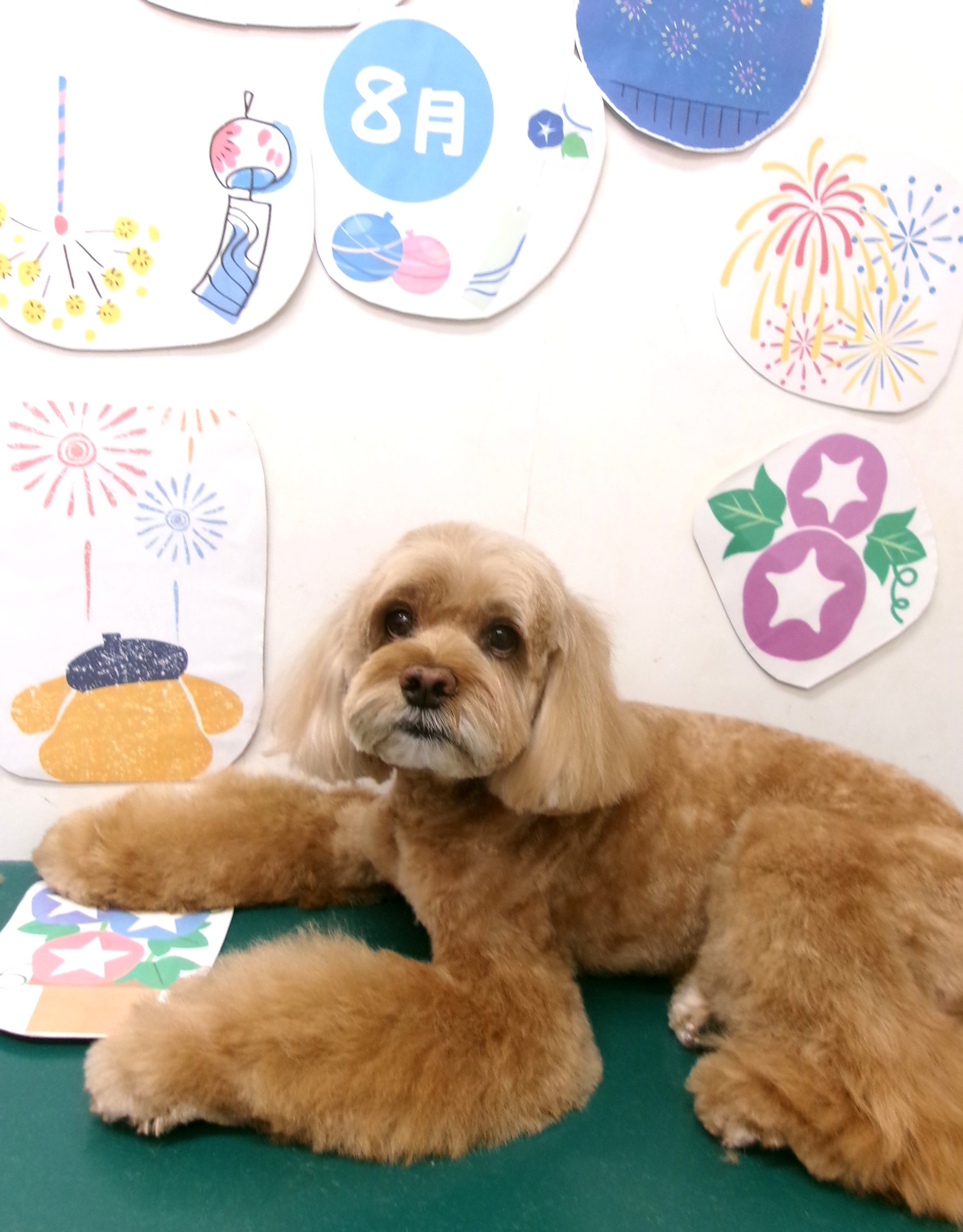 トリミングサロン シュシュどうぶつ病院のトリミングカット-10293の1枚目