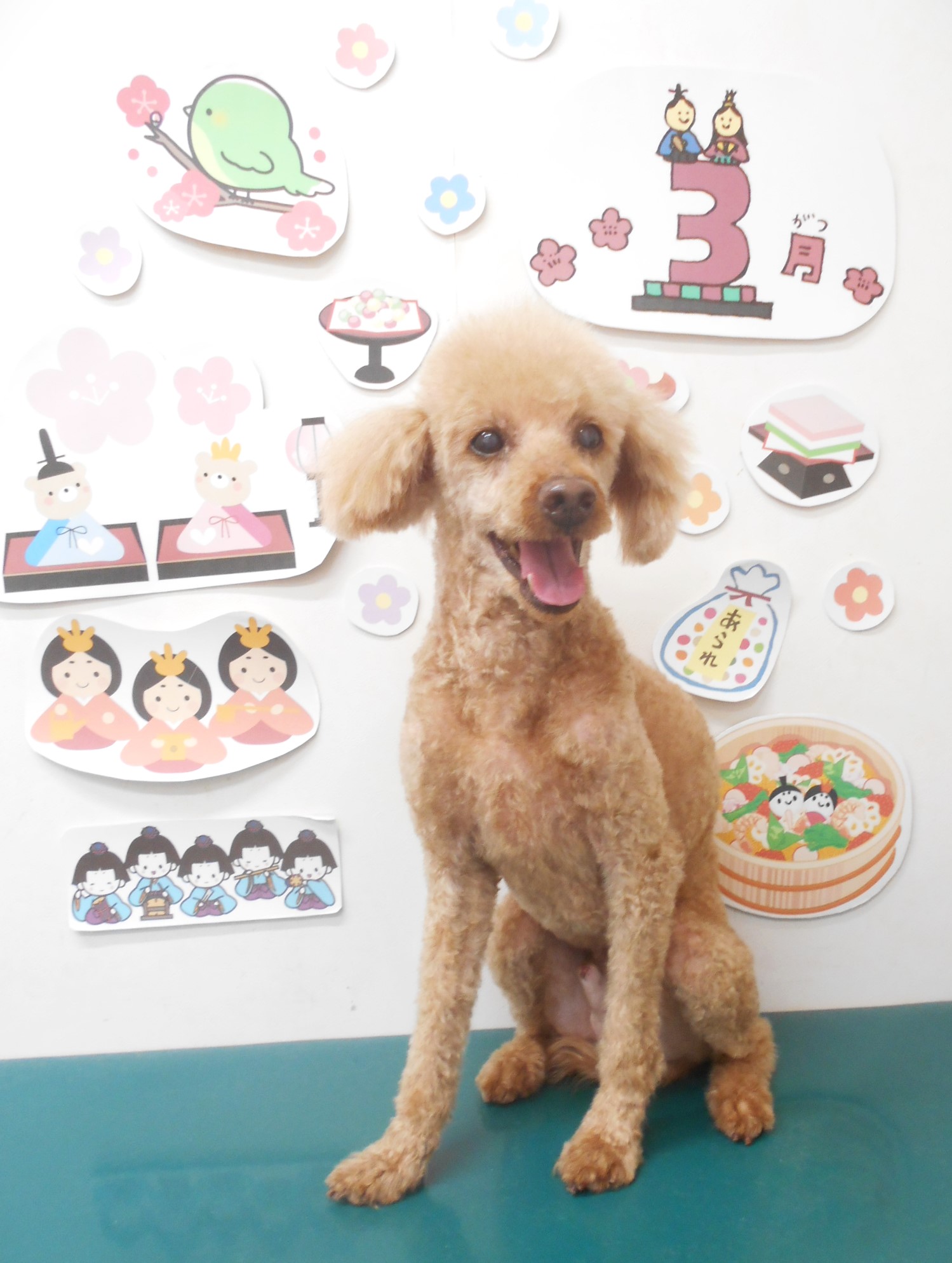 トイプードルのトリミングカット シュシュどうぶつ病院の1枚目