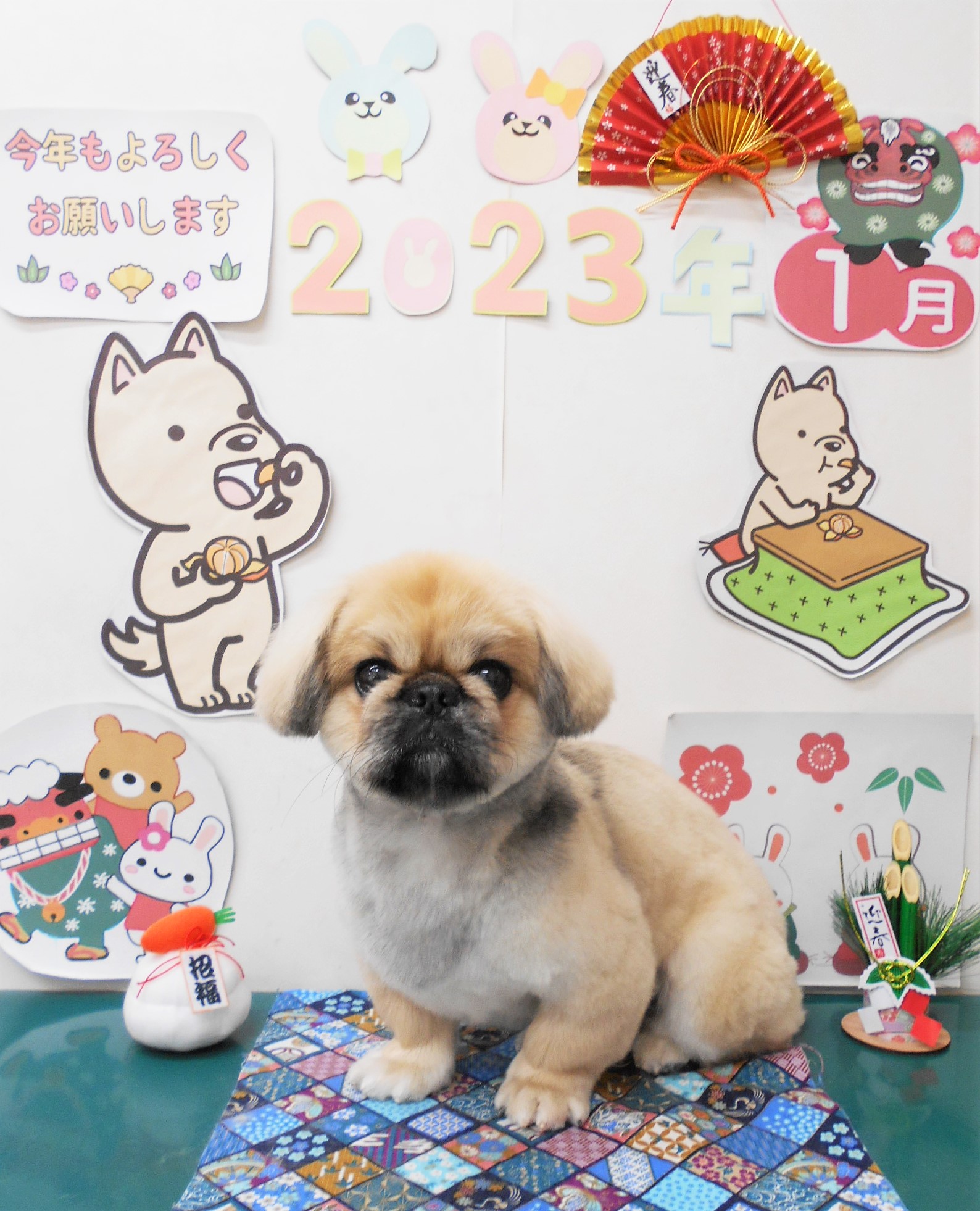 ミックス犬(その他)のトリミングカット シュシュどうぶつ病院の1枚目