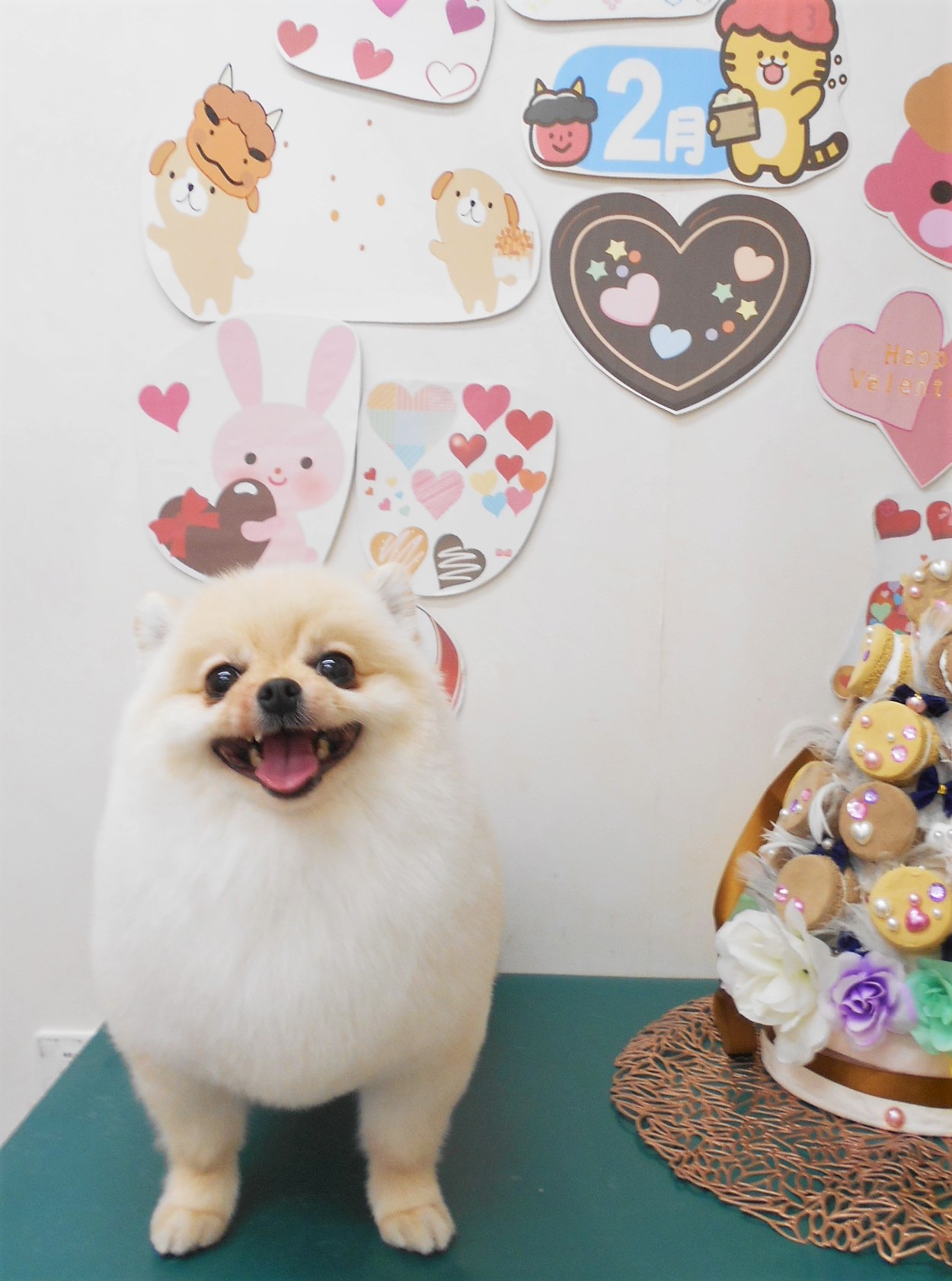 ミックス犬(その他)のトリミングカット シュシュどうぶつ病院の1枚目