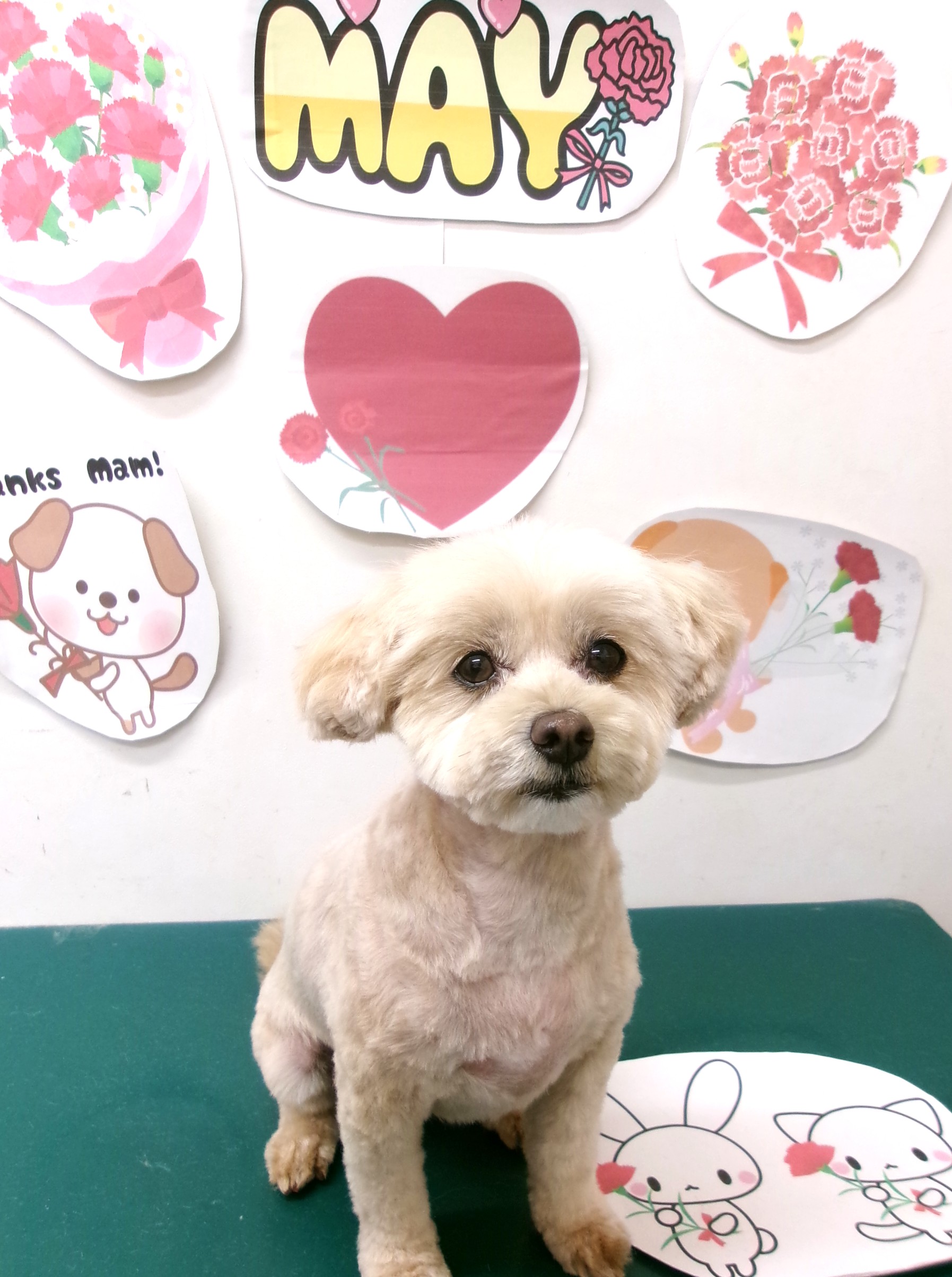 トリミングサロン シュシュどうぶつ病院のトリミングカット-10048の1枚目