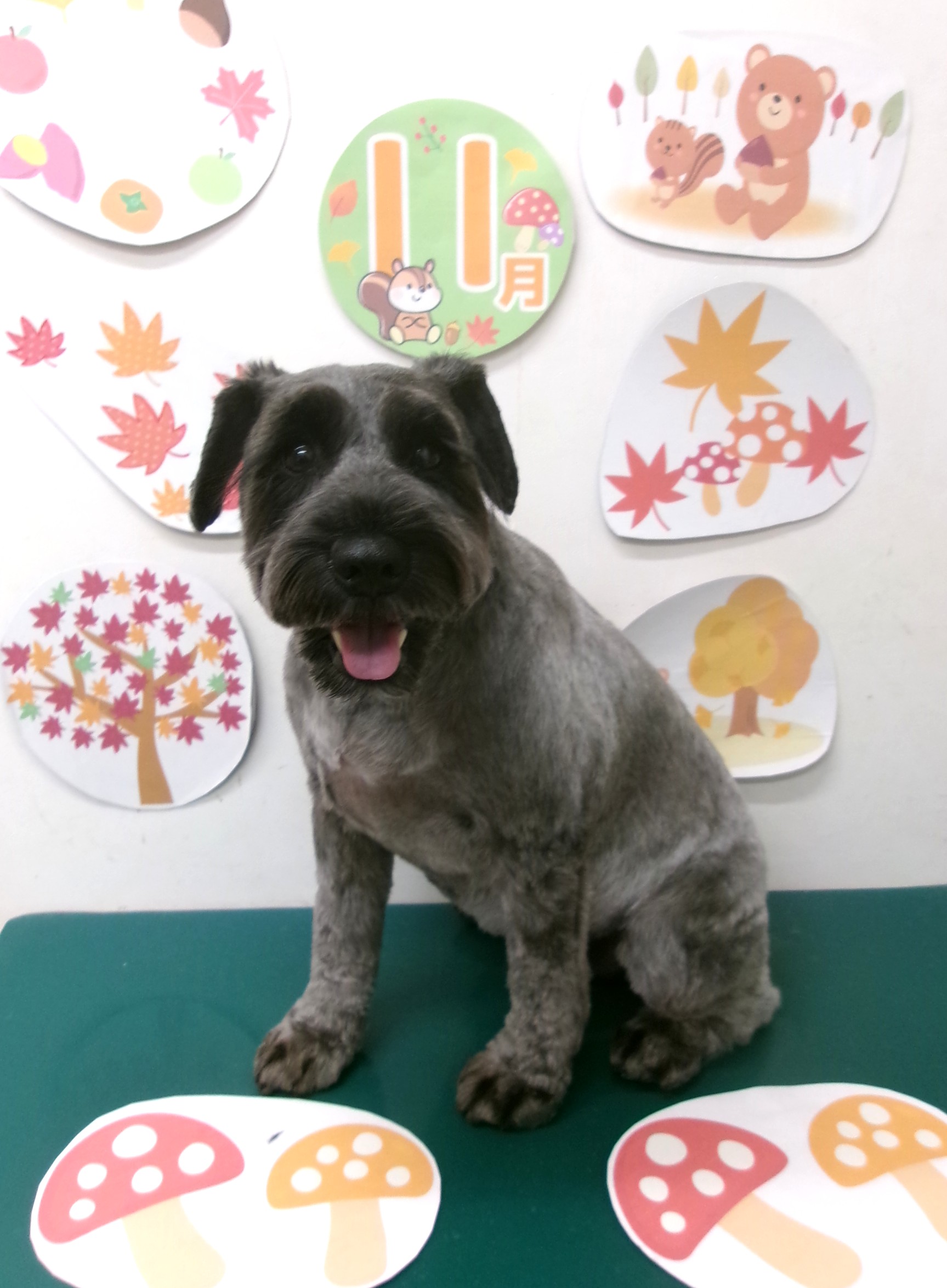 ミニチュアシュナウザーのトリミングカット シュシュどうぶつ病院の1枚目