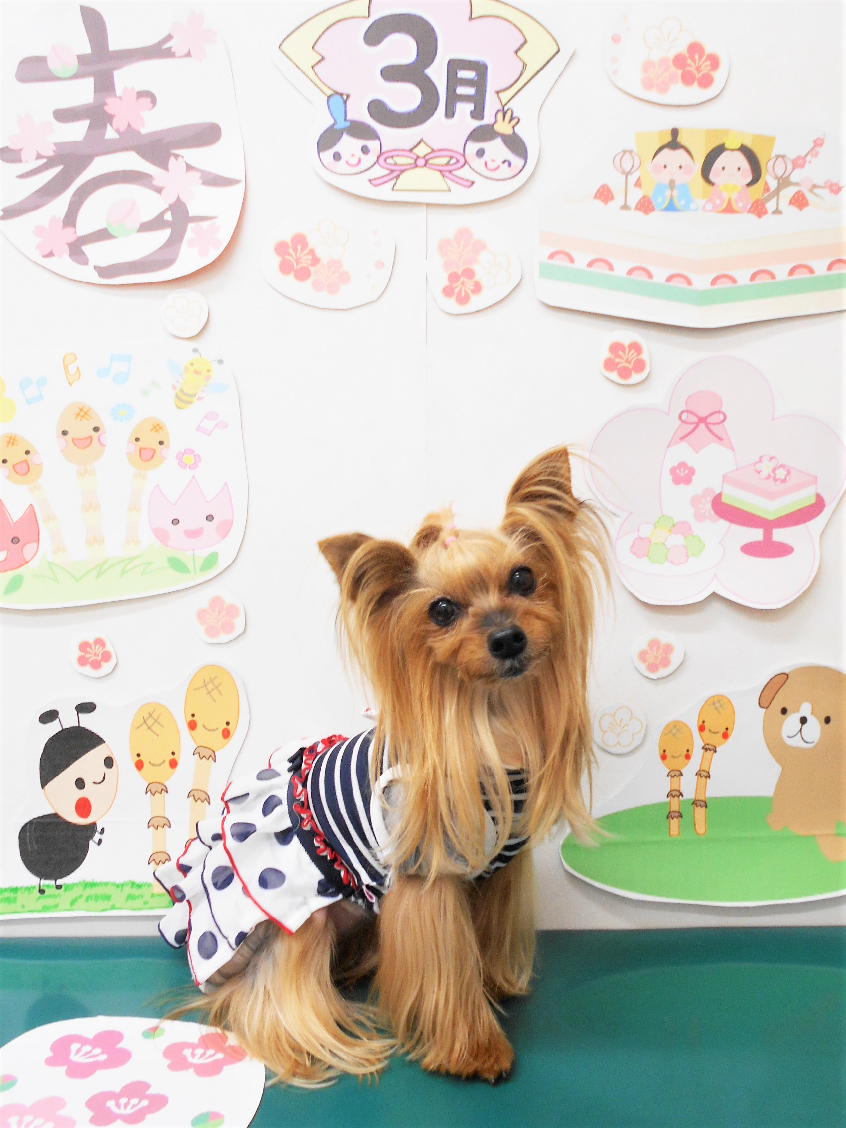 ヨークシャーテリアのトリミングカット シュシュどうぶつ病院の1枚目