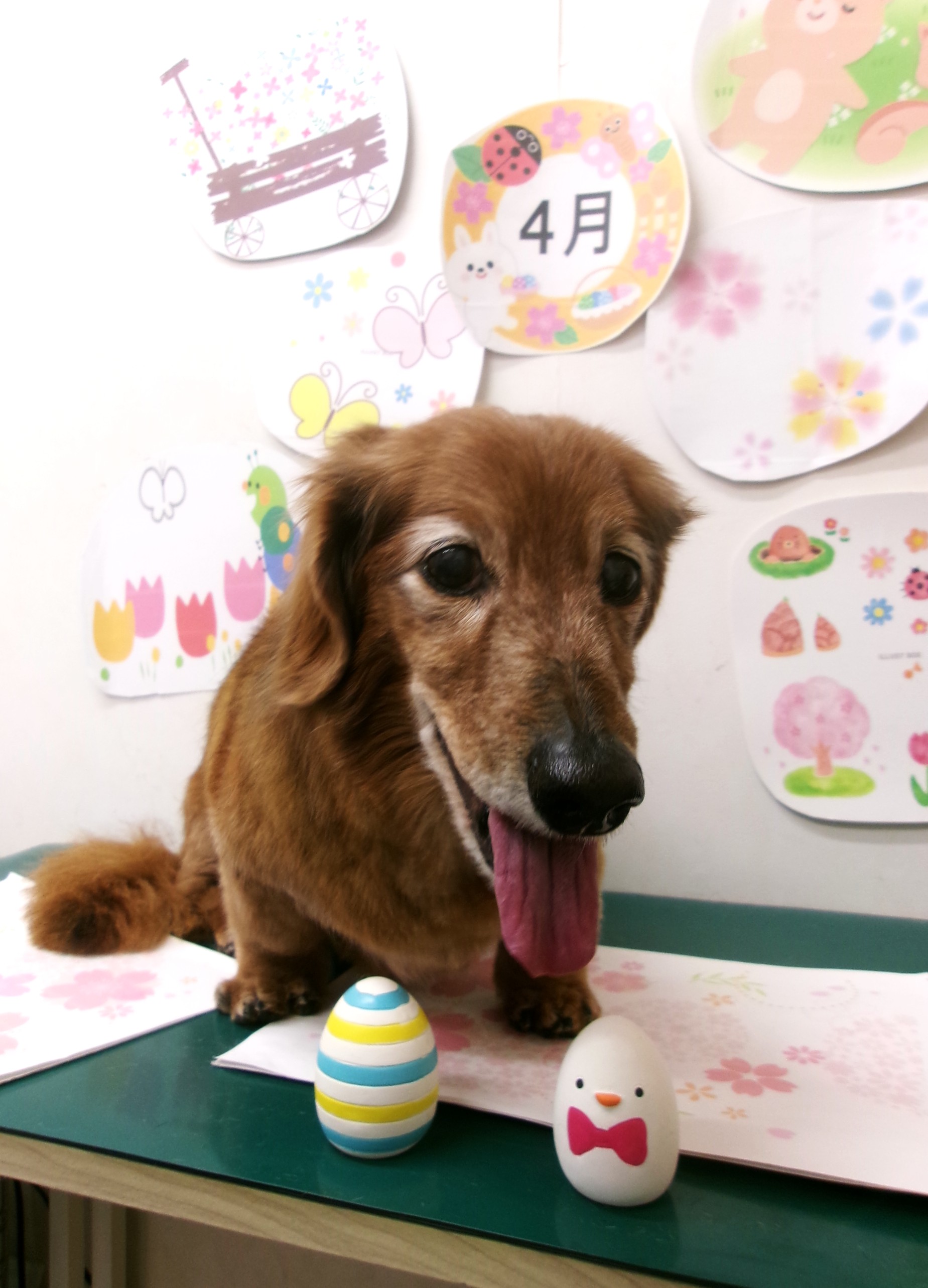 ミニチュアダックスフンドのトリミングカット シュシュどうぶつ病院の1枚目
