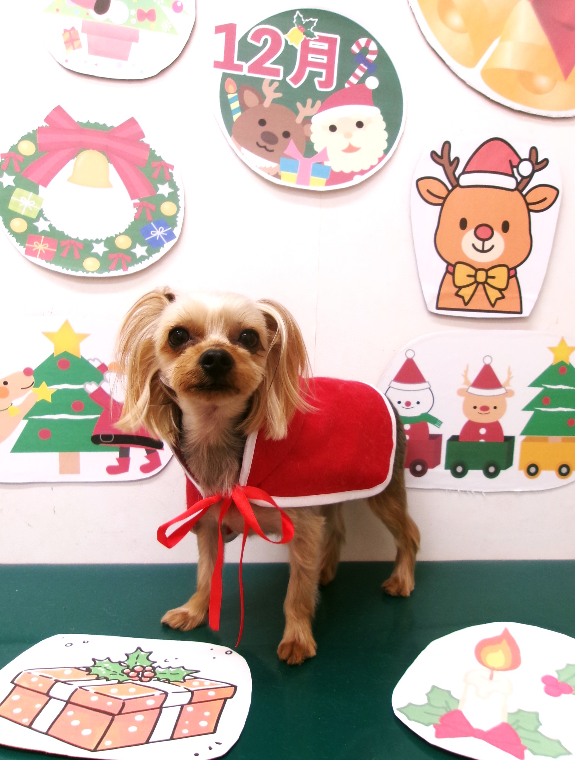 カット例 - シュシュどうぶつ病院