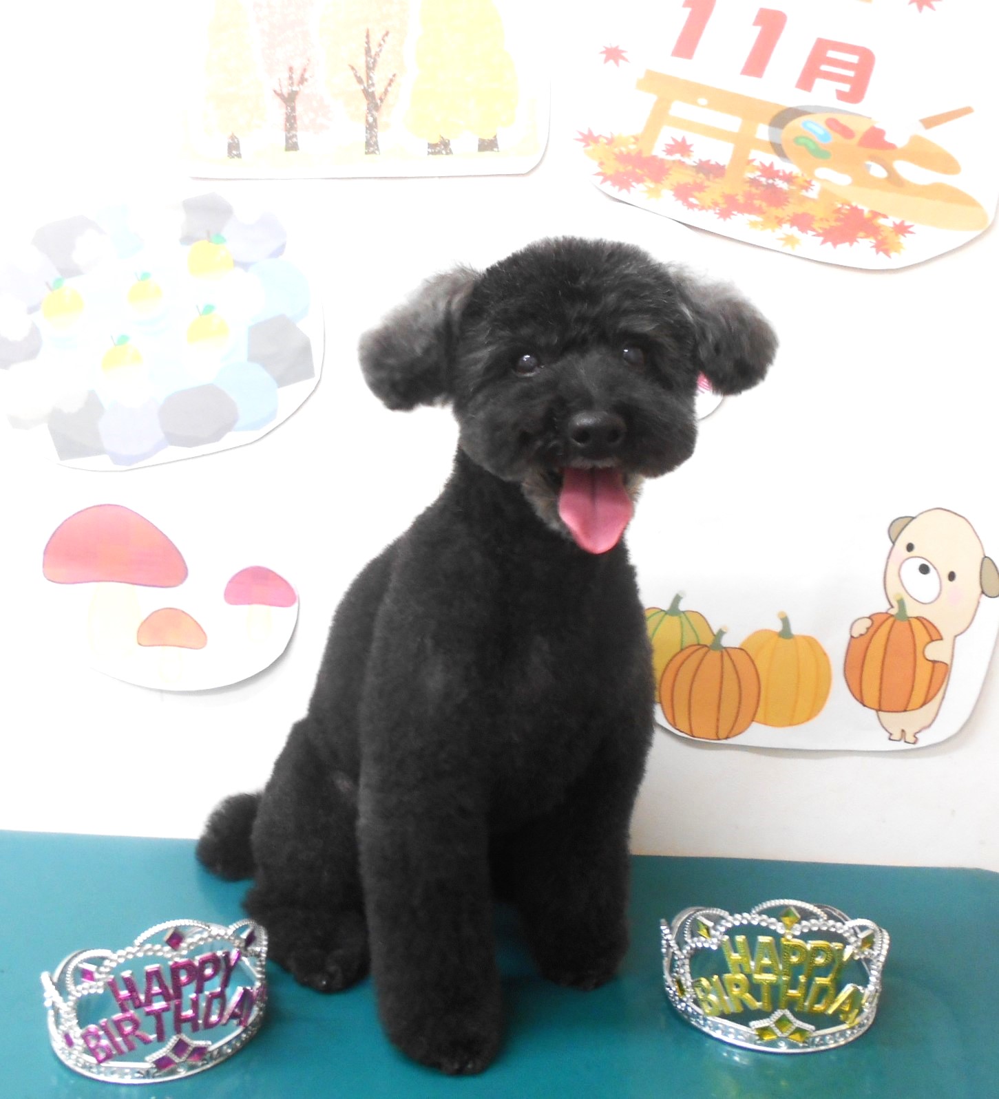 トイプードルのトリミングカット シュシュどうぶつ病院の1枚目