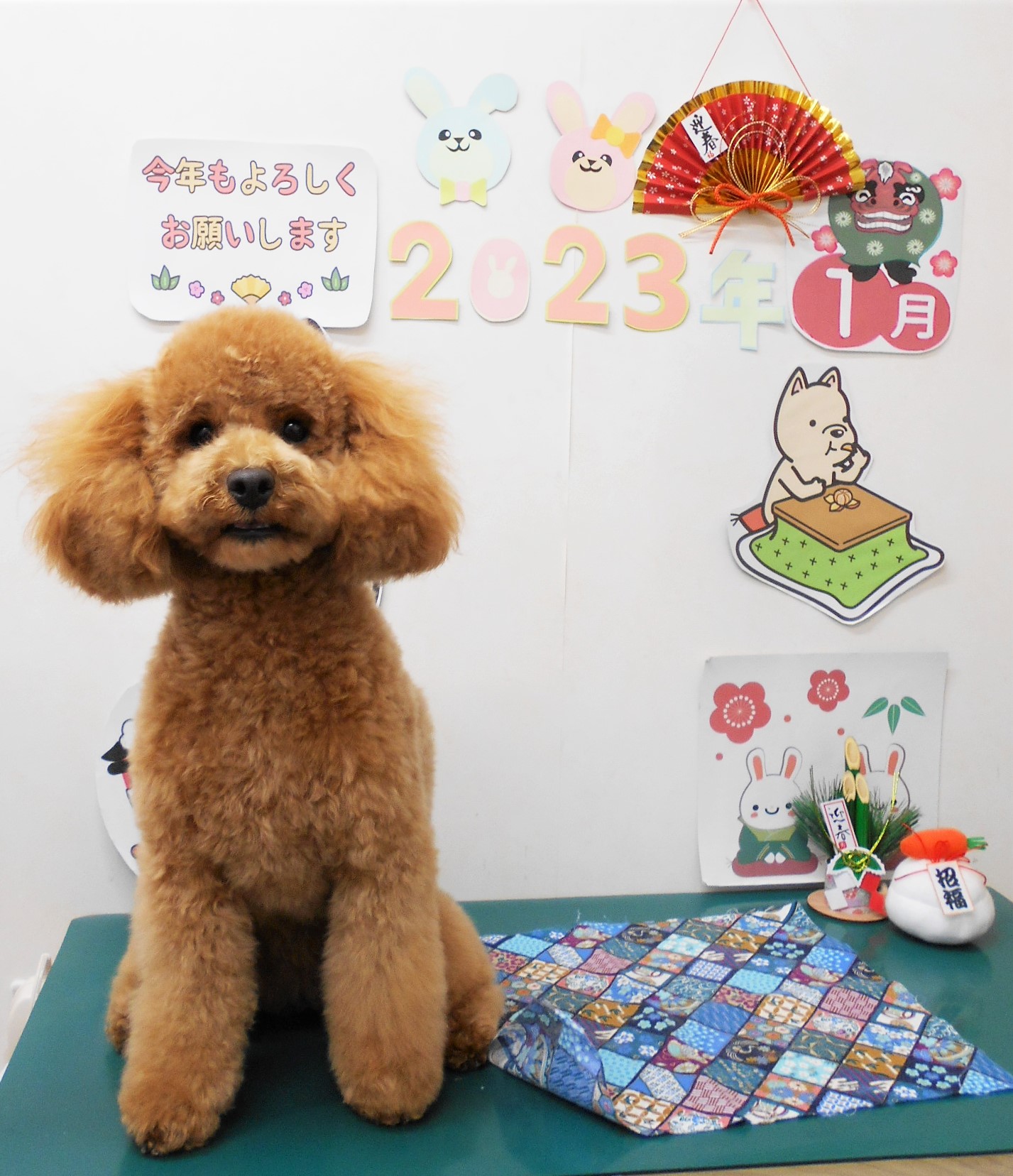 トイプードルのトリミングカット シュシュどうぶつ病院の1枚目