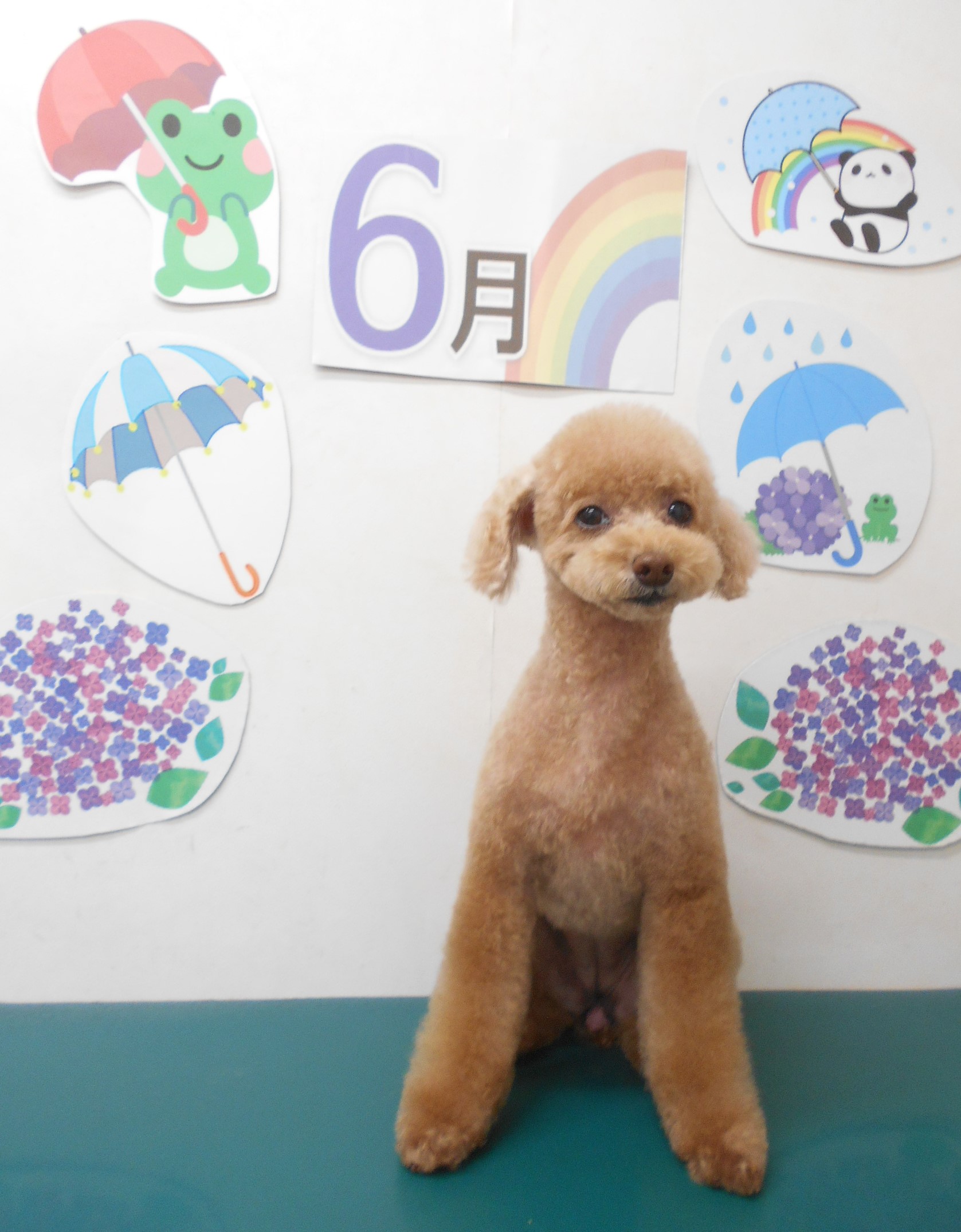 トイプードルのトリミングカット シュシュどうぶつ病院の1枚目