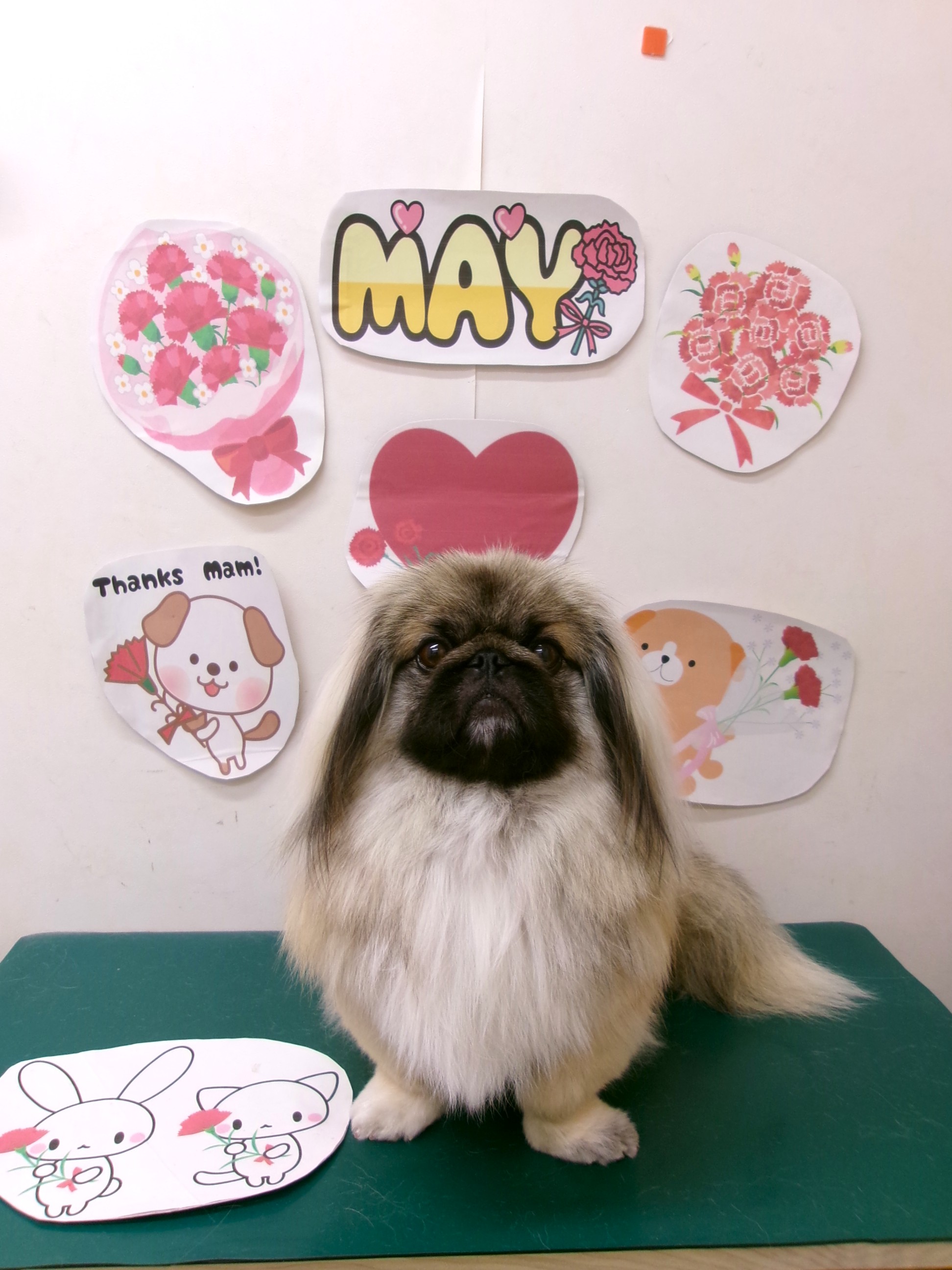 トリミングサロン シュシュどうぶつ病院のトリミングカット-10068の1枚目
