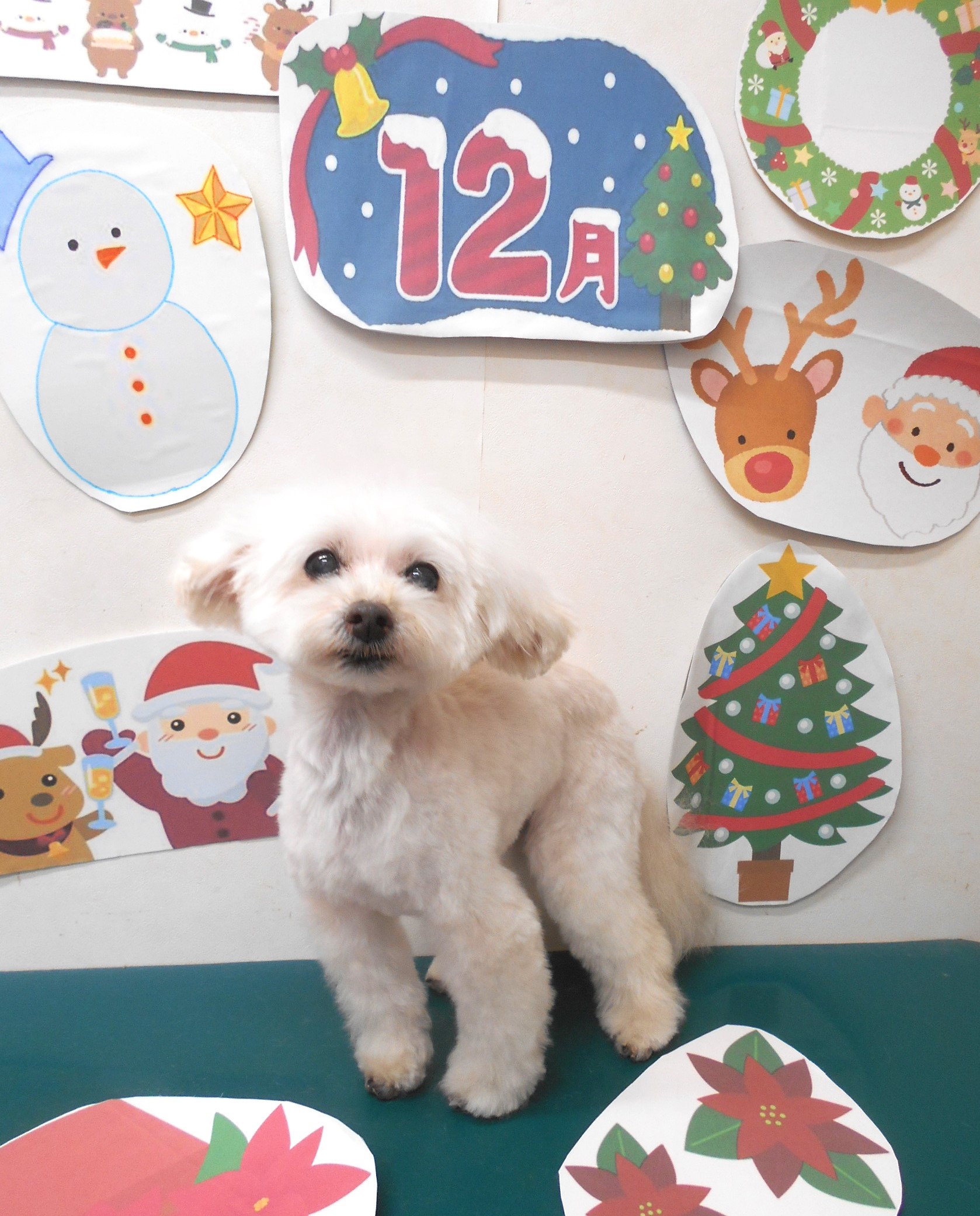 ミックス犬(その他)のトリミングカット シュシュどうぶつ病院の1枚目