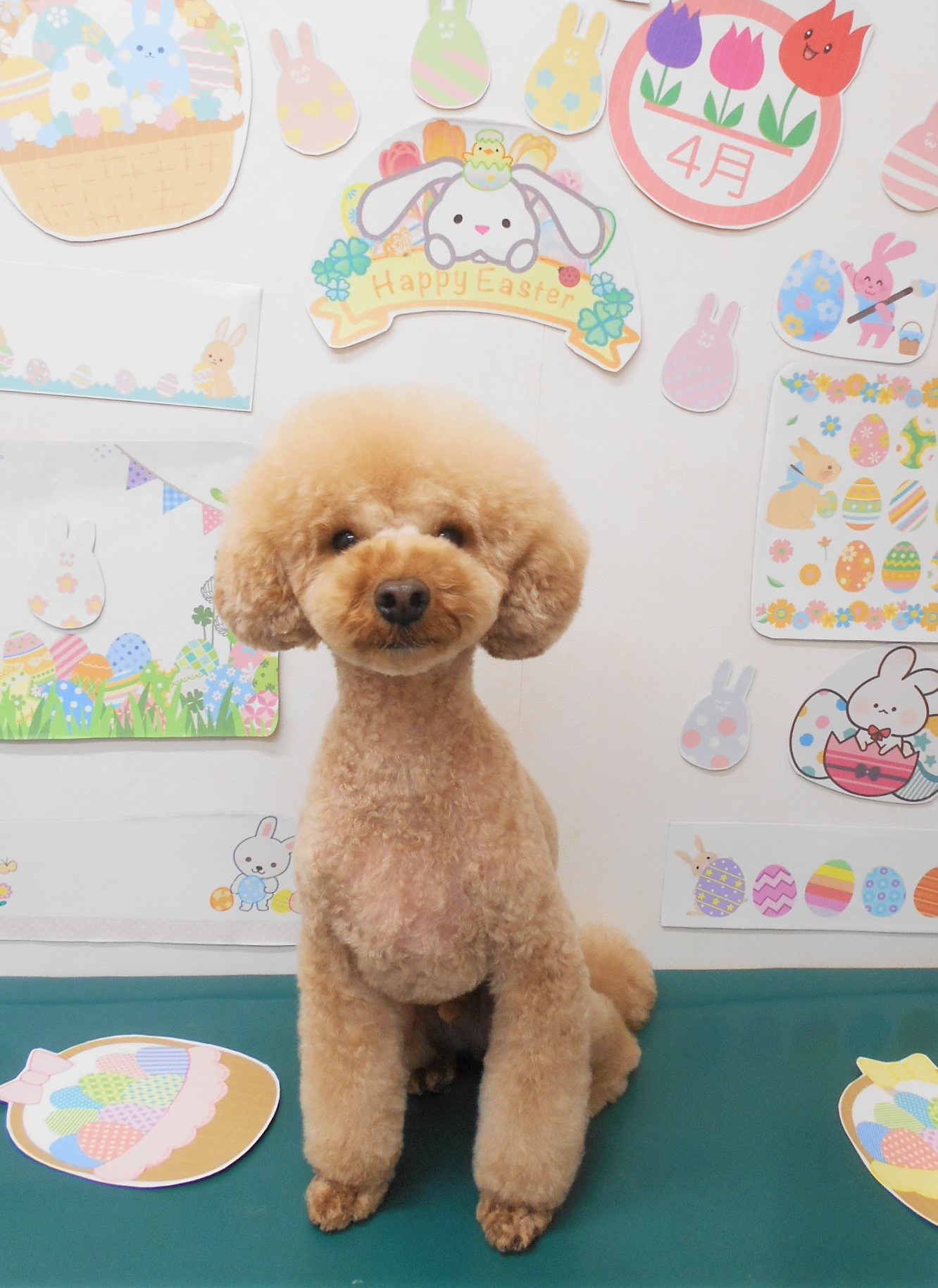 ティーカッププードルのトリミングカット シュシュどうぶつ病院の1枚目