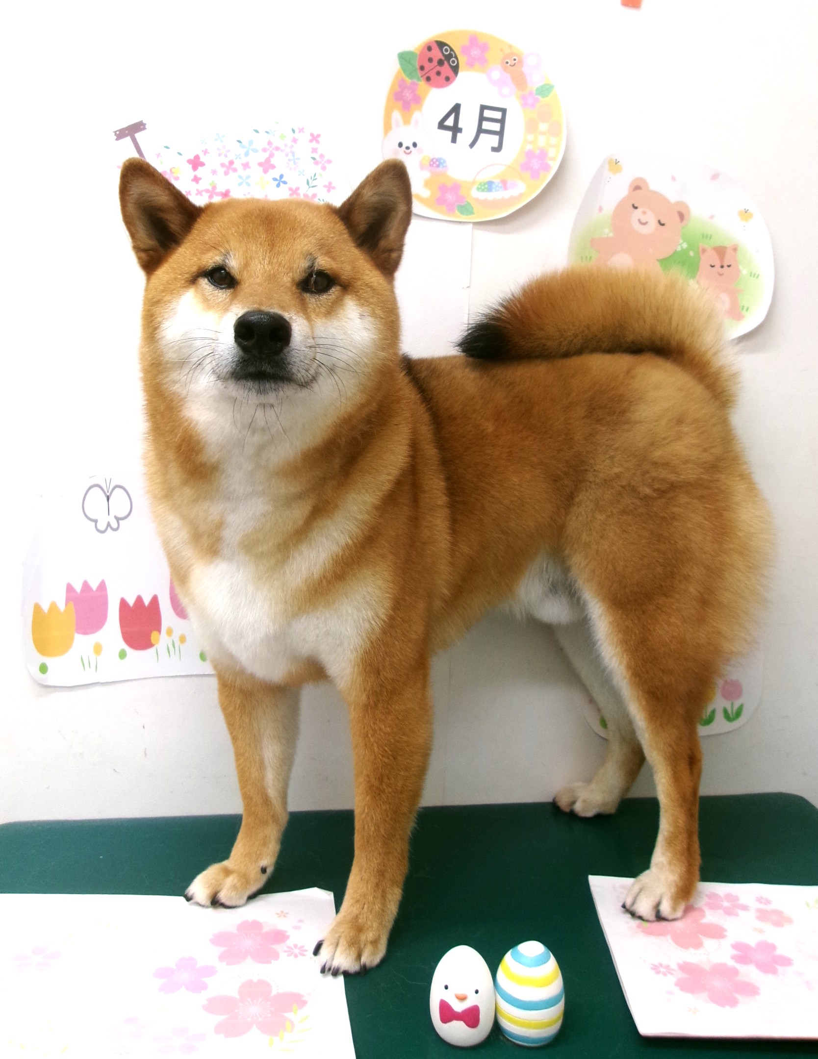 トリミングサロン シュシュどうぶつ病院のトリミングカット-9972の1枚目
