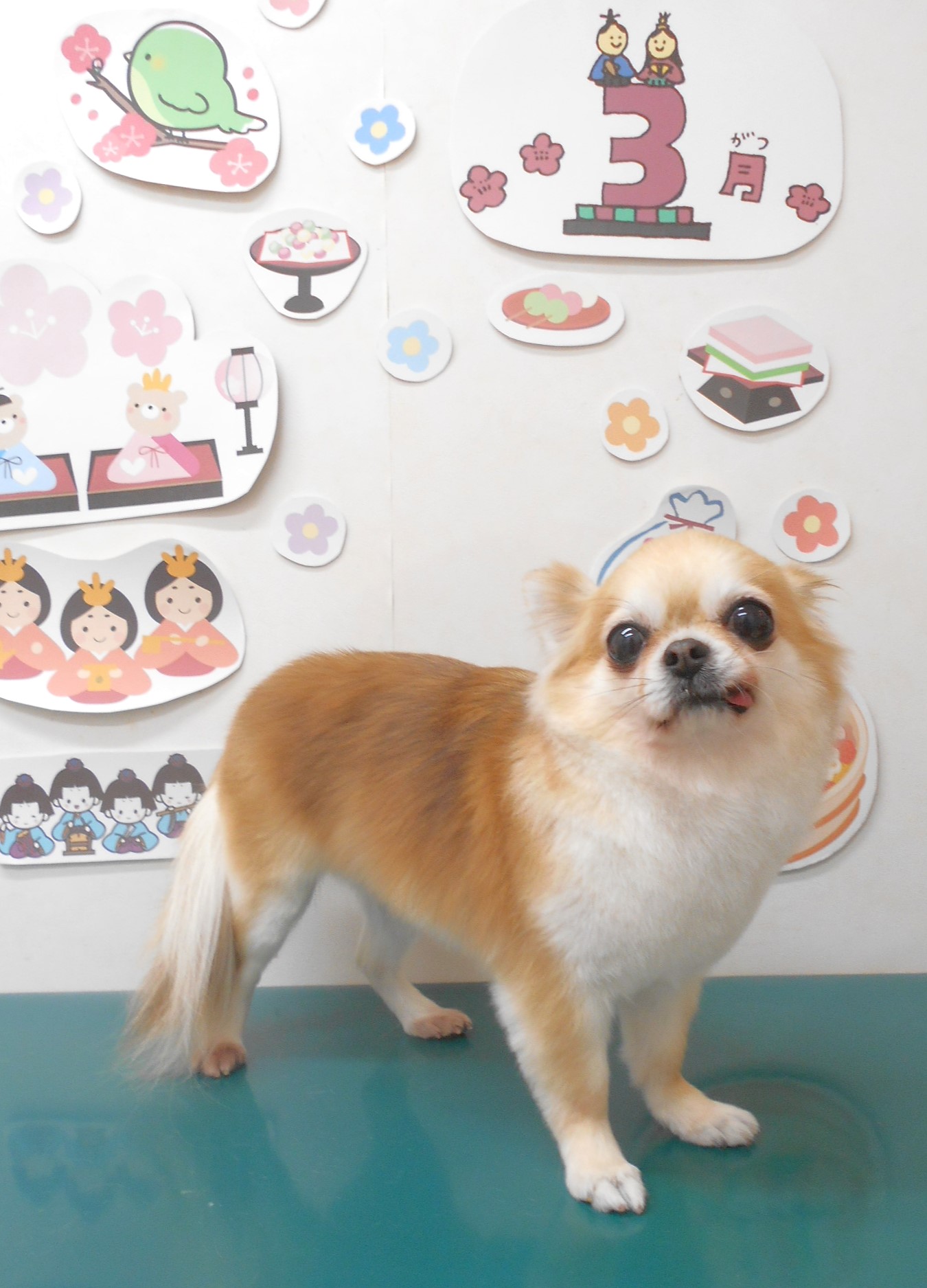 チワワのトリミングカット シュシュどうぶつ病院の1枚目