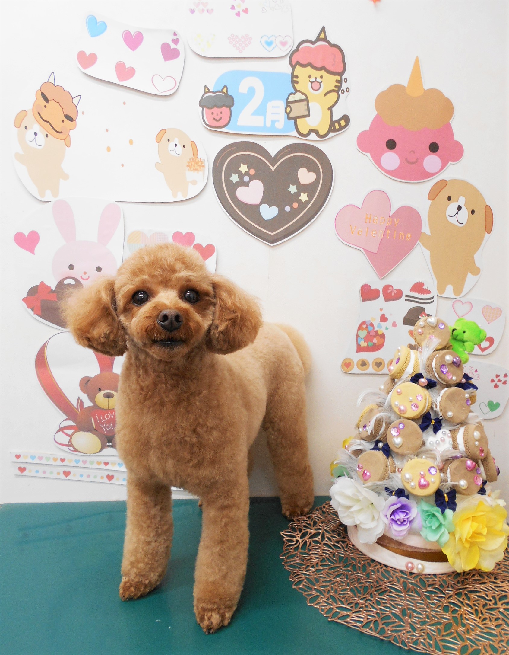 トイプードルのトリミングカット シュシュどうぶつ病院の1枚目