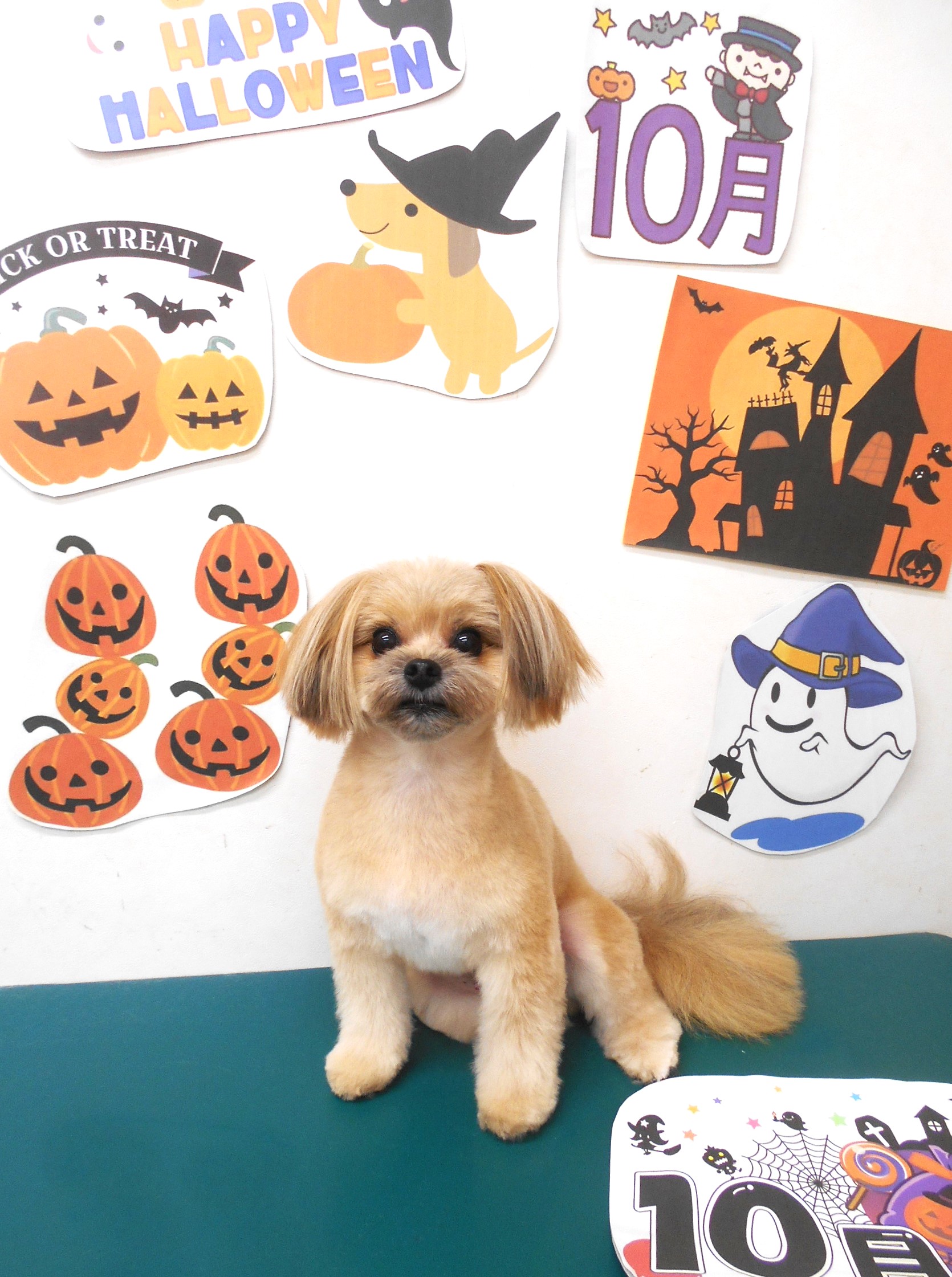 ミックス犬(その他)のトリミングカット シュシュどうぶつ病院の1枚目