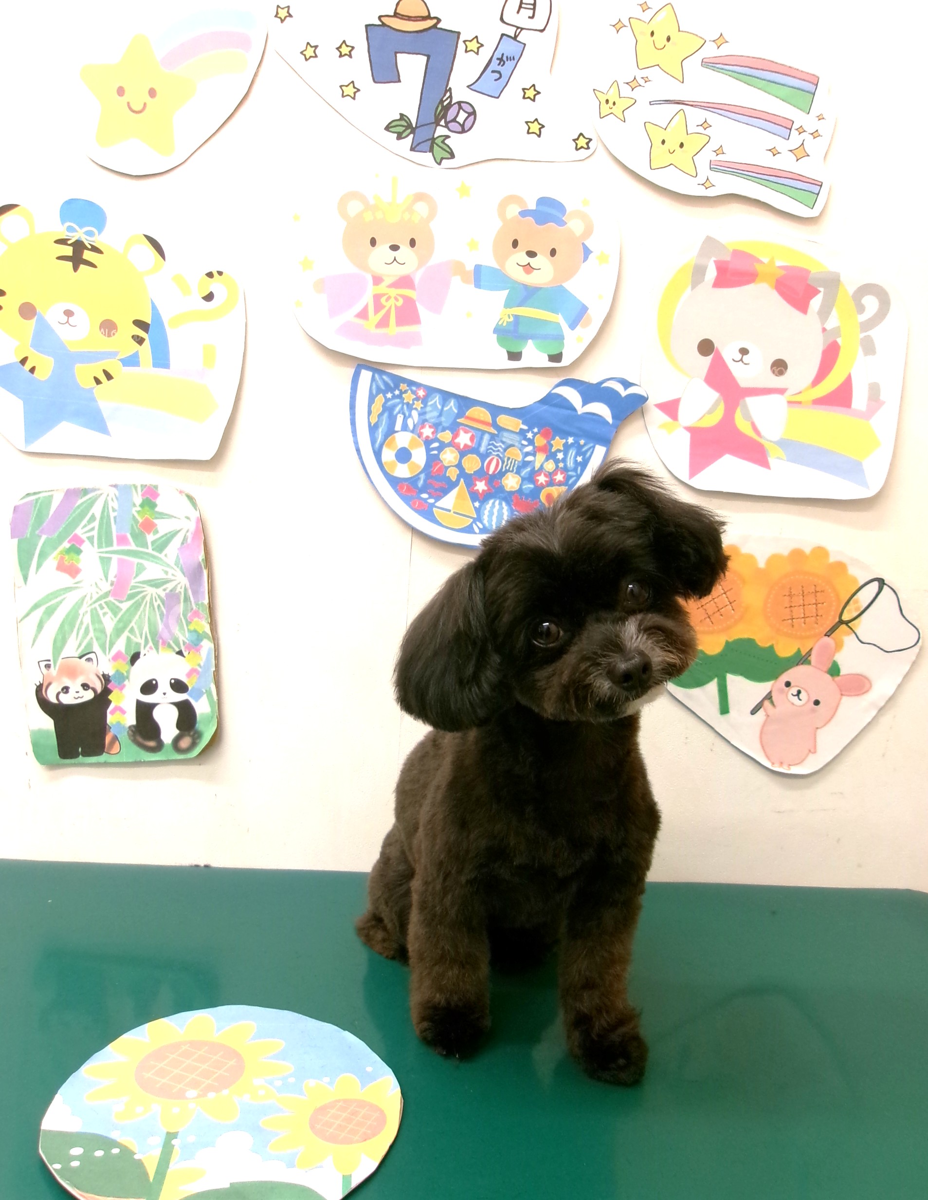 トリミングサロン シュシュどうぶつ病院のトリミングカット-10217の1枚目