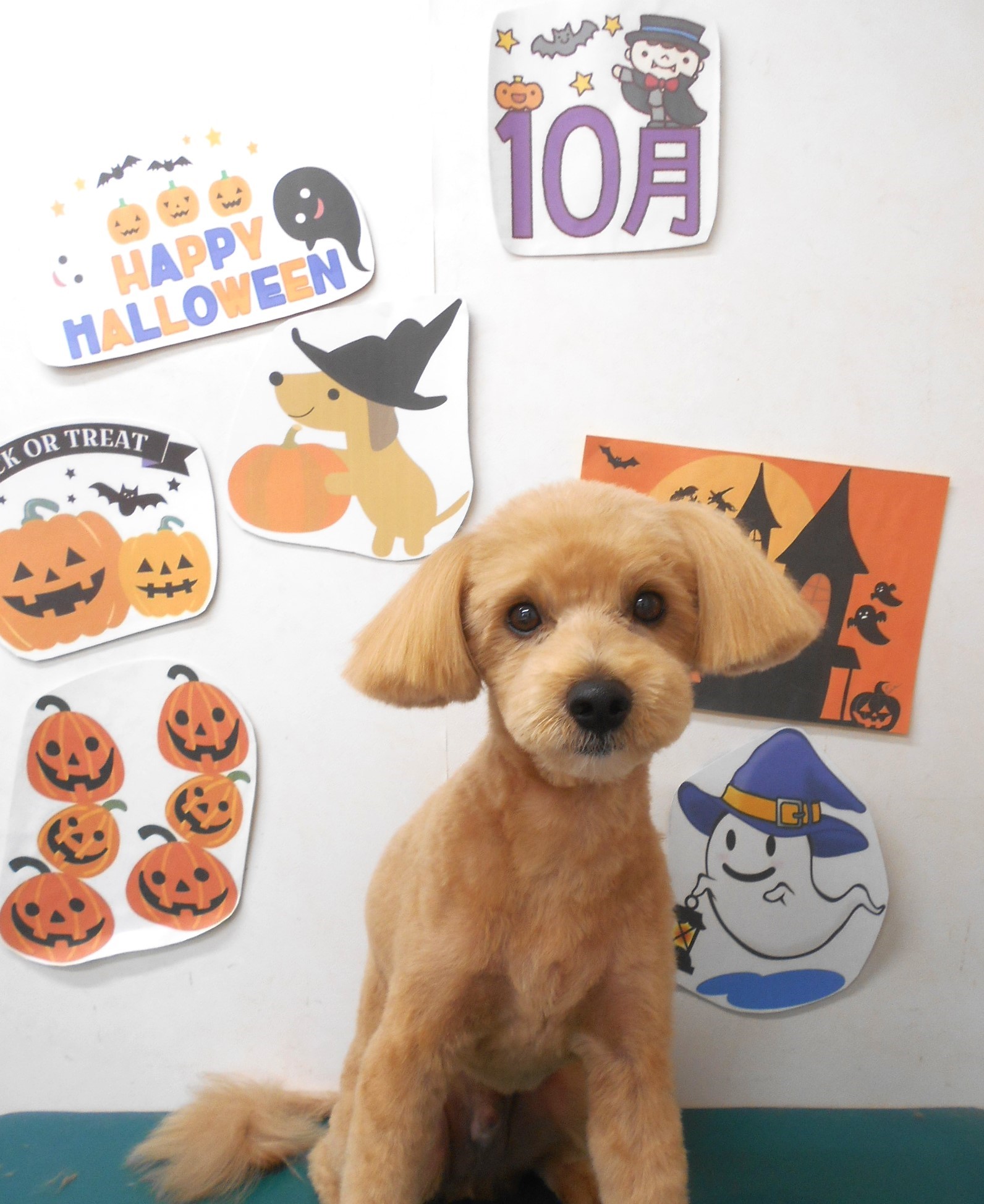 ミックス犬(その他)のトリミングカット シュシュどうぶつ病院の1枚目