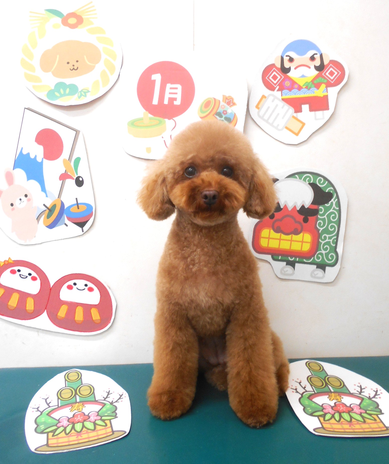 トリミングサロン シュシュどうぶつ病院のトリミングカット-9651の1枚目